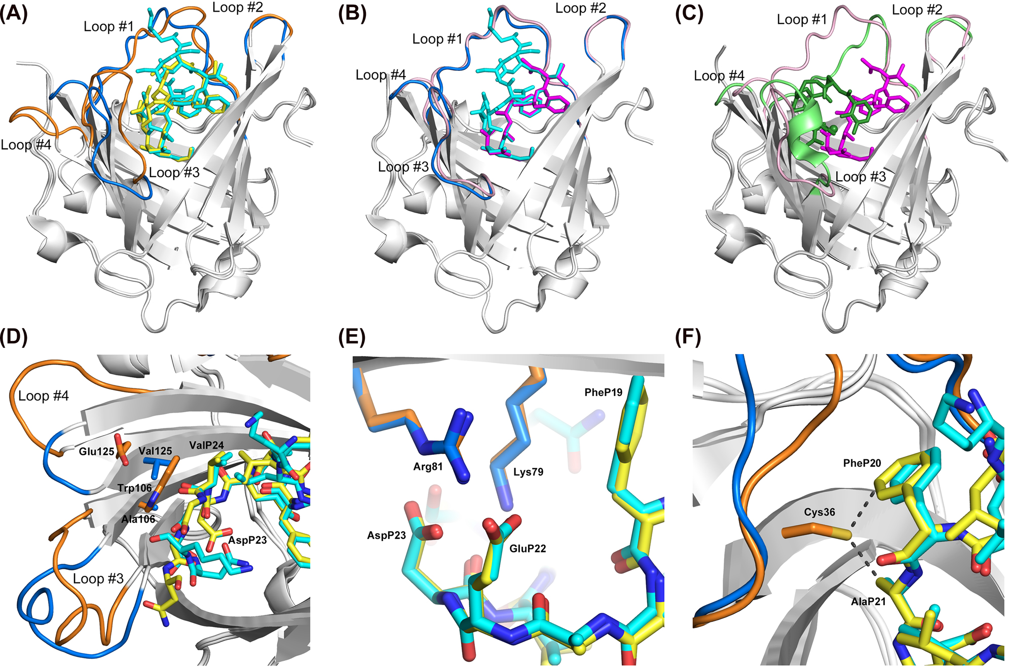Figure 3: 
Structural comparison of the two anticalins selected against Aβ40 with wtLcn2.
(A) Superposition of H1GA•Aβ40 (loops orange, peptide yellow) with US7•Aβ40 (loops blue, peptide cyan). The central part of the Aβ40 peptide, including the Phe/Phe moiety, shows high overlap, whereas the flanking parts exhibit deviations. Loops #1, #3 and #4 reveal significant conformational changes as discussed in the text. (B) Superposition of US7•Aβ40 (loops blue, peptide cyan) with US7•VFFAED (loops pink, peptide magenta). The minimal epitope peptide structurally coincides with the central moiety of the Aβ40 peptide in the two different complexes while the loops of the anticalin show high structural similarity. (C) Superposition of US7•VFFAED (loops pink, peptide magenta) with wtLcn2 in complex with its natural ligand, FeIII•enterobactin (loops green, ligand forest; PDB ID: 3CMP). The VFFAED peptide in the complex with the anticalin only partially occupies the cavity where the natural ligand of wtLcn2 is bound. Loops #1, #3 and #4 of the anticalin US7 deviate to a similar extent from the wtLcn2 structure as from the anticalin H1GA (see panel (A)). (D) Distinct interactions between the pair of side chains Trp106/Glu125 in H1GA versus Ala106/Val125 in US7 and the central residues AspP23/ValP24 in the bound Aβ peptide. (E) Interaction between the conserved pair of positively charged residues, Lys79 and Arg81, in both anticalins and the two anionic side chains at the center of the bound Aβ peptide, GluP22 and AspP23. (F) The side chain of Cys36 in the original anticalin version H1G1 modelled in the crystal structure of H1GA with its most plausible rotamer, revealing close contacts (∼3 Å) to PheP20 and AlaP21.
