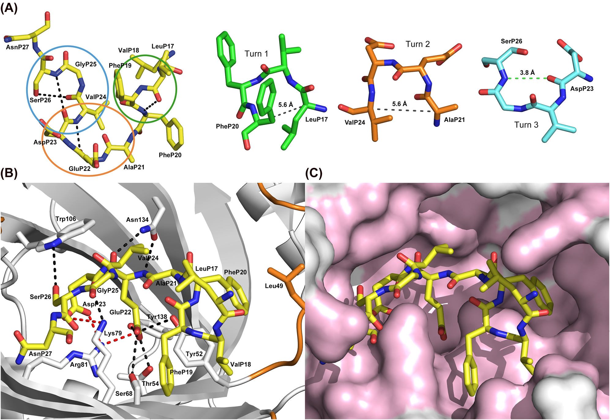 Figure 4: 
Conformation of the Aβ40 peptide and its detailed interactions with the anticalin H1GA.
(A) Aβ40 peptide conformation in the anticalin complex with intramolecular hydrogen bonds shown as black dashed lines (carbon atoms yellow). The three turns formed by the central segment of the Aβ peptide are marked by ellipses in different colors and displayed individually to the right. The hydrogen bond between the main chain C=O(i) and N-H(i + 3) of turn 3 is highlighted by a green dashed line whereas the corresponding Cα/Cα distances in the other two turns are indicated by gray dashed lines. (B) Aβ40 bound to H1GA (top view). Protein residues that form hydrogen bonds (black dashed lines) or salt bridges (red dashed lines) with the peptide ligand are depicted as sticks. (C) Surface representation of the binding site of H1GA with the bound Aβ40 peptide, whose hydrophobic side chains occupy different subpockets, in the same orientation as shown in panel (B). Protein residues that form contacts to Aβ40 are colored light pink (for residue labelling see panel (B)).
