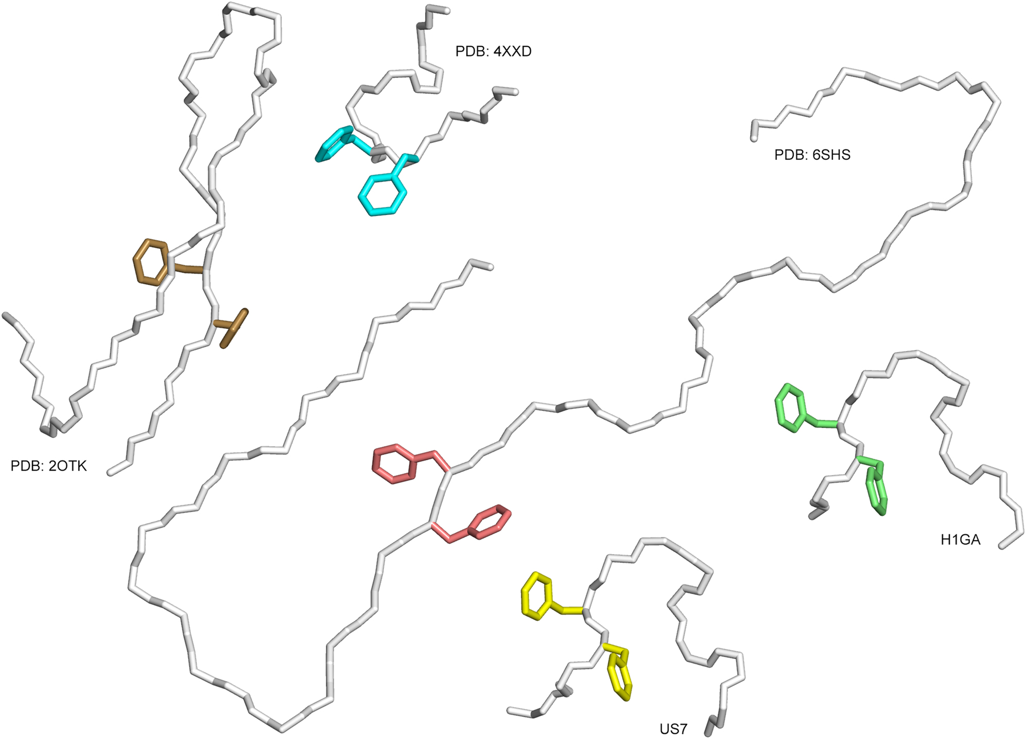 Figure 5: 
Distinct conformations of the Aβ40 peptide in different structural environments:
(i) In complex with the anticalins from this study, H1GA and US7, (ii) in complex with solanezumab (PDB ID: 4XXD), (iii) in complex with a dimeric affibody protein (PDB ID: 2OTK) and (iv) as part of an amyloid fibril purified from Alzheimer’s brain tissue and elucidated by cryo-EM (PDB ID: 6SHS). The peptides are shown as Cα traces, side chains of the central residues PheP19 and PheP20 are depicted as sticks.
