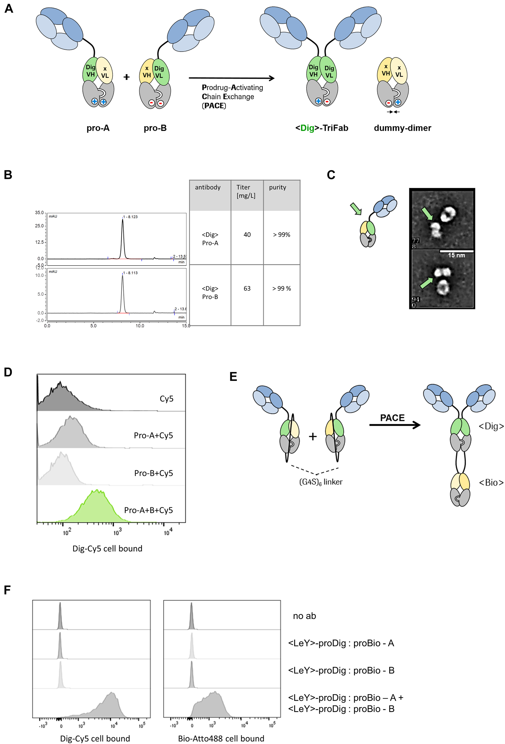 Figure 2: 
Prodrug-Activating Chain Exchange (PACE).
(A) PACE. Two inactive prodrug molecules (pro-A and pro-B) undergo charge-mediated heavy chain recombination and assemble into a productive digoxigenin binder and a dummy-dimer molecule. (B) Precursor molecules can be produced at high yields (>40 mg/l expression volume) and high purity (>99%), indicated by the analytical SEC chromatogram. (C) Transmission electron microscopy images reveal one-armed molecules of expected size/shape. For details, see also (Dickopf et al. 2019). (D) The combination of pro-A and pro-B in presence of digoxigeninylated Cy5 dye displays the formation of an active Dig binder and the complexation of the dye on the cell surface of MCF-7 cells. (E) Monospecific precursors convert into a trispecific product molecule. Both precursors harbor a dummy chain fused to the C terminal end of the heavy chain. Instead of an irrelevant Fv in the dummy, a VH/VL that originates from a biotin binder was integrated respectively. Upon chain exchange, both the digoxigenin and the biotin binder are formed. (F) Cytometric analysis indicates the complexation of both biotin-Atto488 and dig-Cy5 on the cell surface of LeY(+)-MCF-7 cells and demonstrates the formation of trispecific binders.
