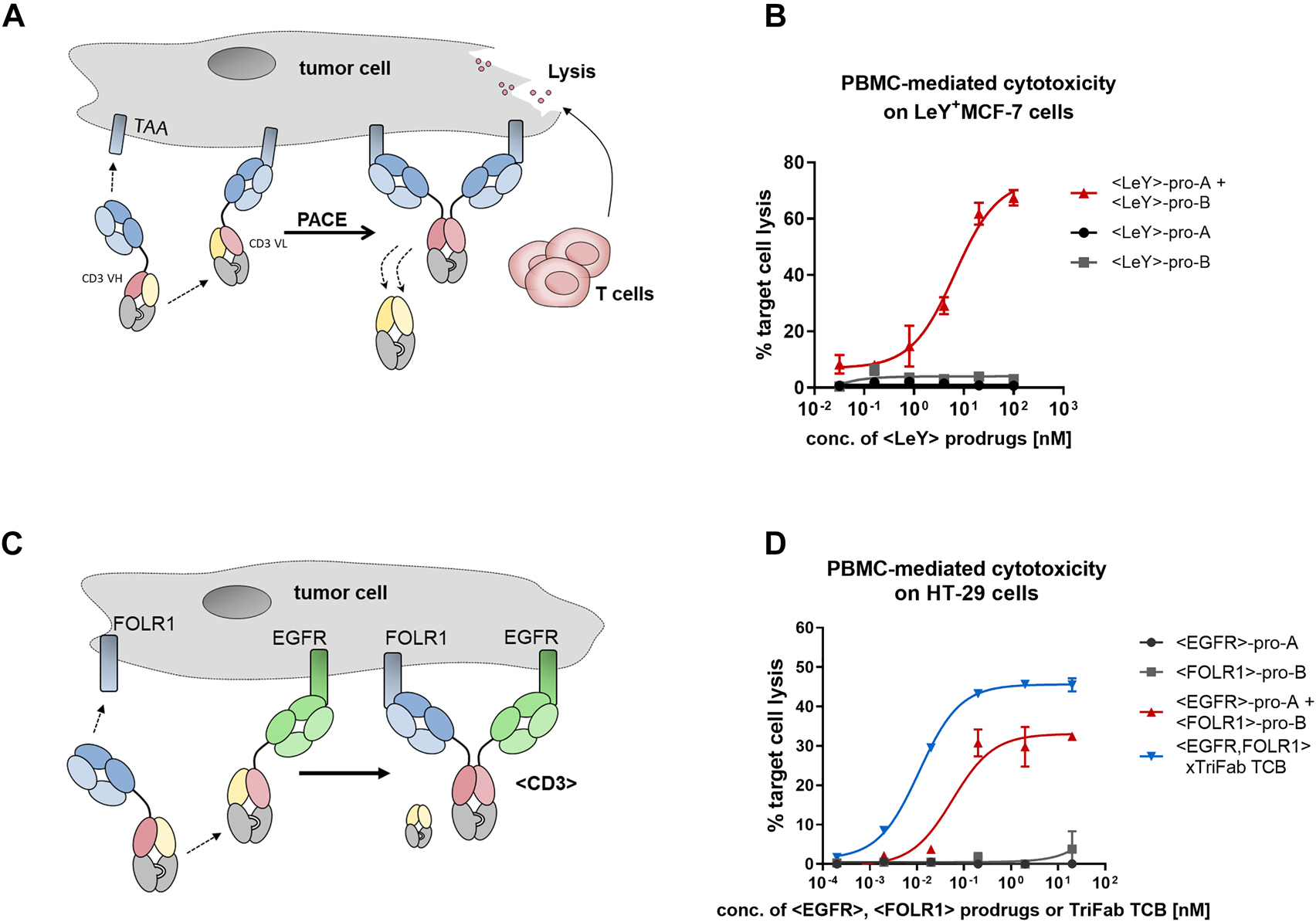 Figure 3: 
Prodrug activation by chain exchange and in vitro activity towards target cells.
(A) Accumulation on the cell surface as result of tumor-associated antigens (TAA) binding (blue domains) leads to a high local concentration of the prodrugs and induces the thermodynamically driven reaction towards the product molecule – an active T cell engager that induces tumor cell lysis. (B) Initial proof-of-concept experiment. Pro-A and pro-B were designed with cell surface binders that recognize the tumor-associated carbohydrate antigen Lewis Y (LeY, Brinkmann et al. 1991). To assess Prodrug-Activating Chain Exchange (PACE)-induced activation of lymphocytes, peripheral blood mononuclear cell (PBMC) were isolated from the blood of healthy human donors and co-cultivated with LeY+-MCF-7 cells for 48 h with antibodies and target cells. Percentage of target cell killing (which depends on binding of at least one arm to the tumor cell surface and of the CD3-binder to T-cells) was measured by lactate dehydrogenase (LDH) release of dead cells. Results are expressed as mean and SD from triplicate wells and fitted with a three-parameter non-linear regression. Representative killing curve of four independent experiments (including different donors) is shown. (C) The dual-targeted PACE reaction. The two prodrugs are designed to target two distinct TAA: epidermal growth factor receptor (EGFR) and FOLR1. Through PACE, trispecific active TCBs are generated. (D) PBMC killing with PACE molecules on HT-29 cells, as illustrated in panel (C). Results are expressed as mean and SD from triplicate wells and fitted with a three-parameter non-linear regression fit using GraphPad Prism software. Representative killing curve of three independent experiments (including different donors) is shown.
