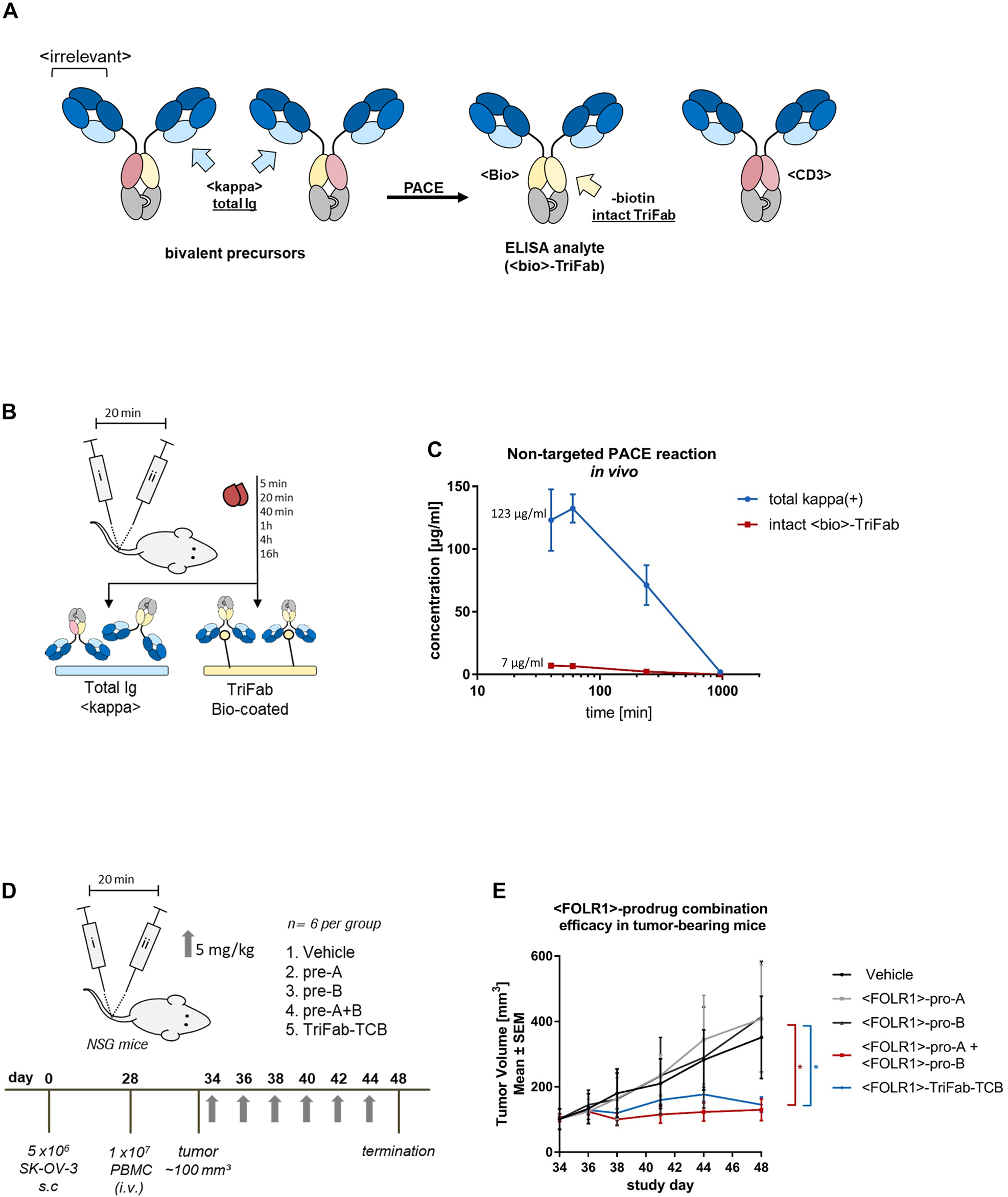 Figure 4: 
Determining in vivo characteristics of Prodrug-Activating Chain Exchange (PACE) molecules.
(A) In order to monitor in-serum shuffling and TriFab (PACE product) stability in mice, bivalent <LeY> prodrugs were generated. The CD3-specific variable fragment is paired with a VH or VL of a biotin binder respectively. Upon chain exchange, functional LeY-binding <CD3> and <Bio> TriFabs are generated. (B) NSG mice (n = 3 per group) were administered with an i.v. injection of prodrug molecules alone or in combination (5 mg/kg, with a 20 min time span in-between). Serum samples were collected at multiple time points post administration. Total antibody-like content (kappa(+)) was measured by applying serum samples to an anti-kappa light chain ELISA. <Bio>-product molecules that occur by an unspecific in-serum shuffling can be captured to the ELISA plate by immobilized biotin. (C) Absorbance values of each serum sample were determined in triplicates. A pre-assembled TriFab-control was used to generate a standard curve. Results are expressed as mean and SD from triplicates. (D) TriFab-PACE in vivo efficacy was evaluated in a SK-OV-3 ovarian cancer model. NSG mice were inoculated with FOLR1-expressing SK-OV-3 cells. On day 28 after cell inoculation, fresh human PBMCs were injected i.v. Six days after PBMC engraftment (day 34) mice were randomized into five groups. Prodrugs were injected i.v. on every second day (pro-A, pro-B, pre-A + B; TriFab TCB control, 5 mg/kg) and compared to a vehicle group (buffer control). The combined group (pro-A + pro-B) group was injected sequentially with a 20 min time interval between injections to avoid the serum peak concentration. (E) Tumor growth was monitored and volume was calculated as follows: (length × (width)2)/2. GraphPad Prism software version 6 was used for statistical analysis. Statistical comparisons between vehicle and treatment groups were performed using one-way analysis of variance (ANOVA) and Tukey’s multiple comparison test. p values less than 0.05 were considered statistically significant (*p ≤ 0.05).
