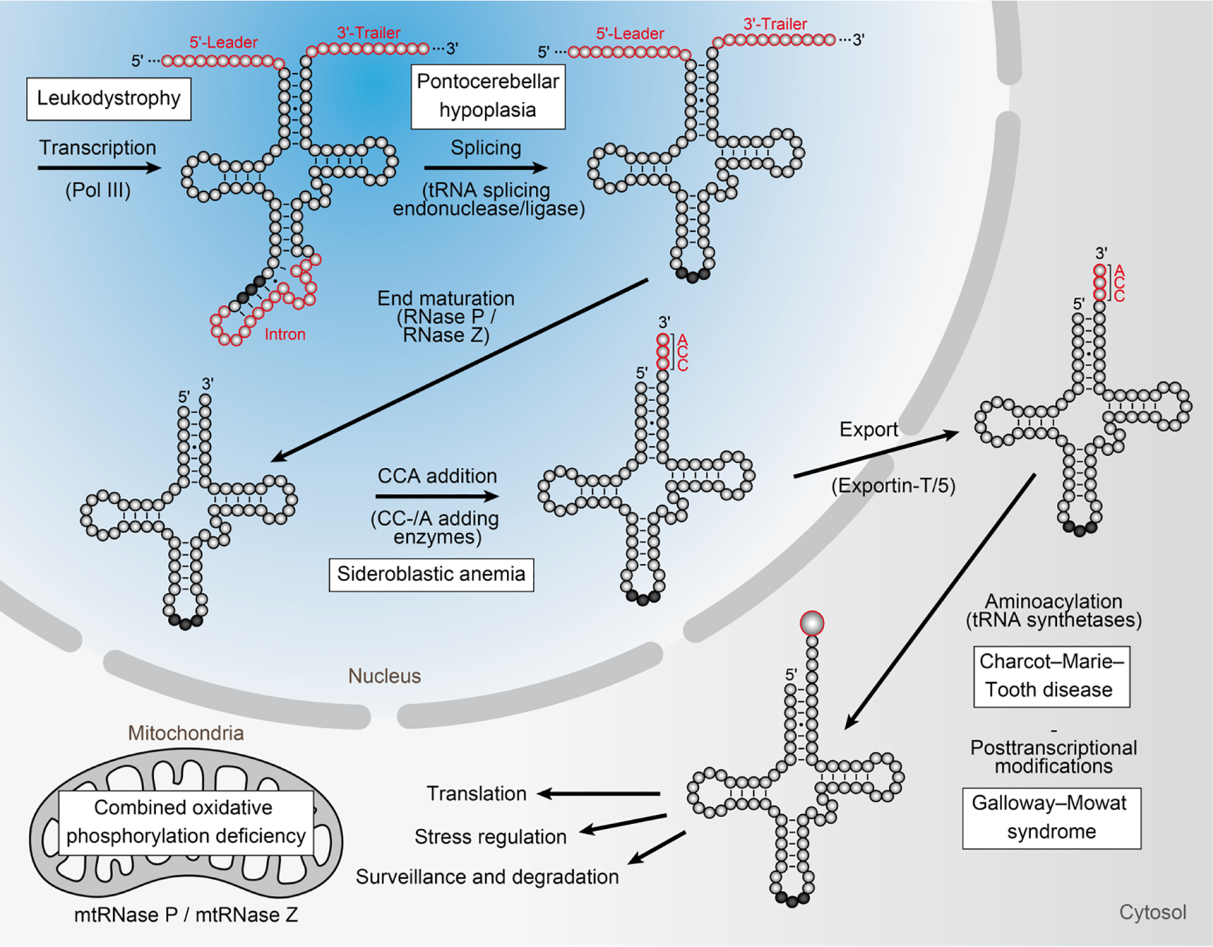 Figure 7: 
Transfer RNA processing and disease.
After transcription by RNA polymerase III (Pol III), precursor tRNAs undergo several essential processing steps for maturation. Note that the order of these events as depicted in the figure is not entirely fixed and varies among transcripts and organisms. For higher eukaryotes, 5′ and 3′ end maturation, CCA addition, and intron splicing likely occur in the nucleus. Exportin-t thoroughly probes mature tRNA before export to the cytosol where aminoacylation and nucleobase modifications are performed. Here, tRNAs can fulfil their canonical role as key players in protein synthesis by delivering amino acids to translating ribosomes. More recently, tRNAs were also connected to other cellular processes regulating stress response and neuroprotection (see text). Aberrations in tRNA transcription and processing are tightly connected with a list of neurological diseases including leukodystrophy (Online Mendelian Inheritance in Man [OMIM]: 607694, 614381), pontocerebellar hypoplasia (OMIM: 615803, 612389, 612390, 617026, 225753), combined oxidative phosphorylation deficiency (OMIM: 615440), sideroblastic anaemia (OMIM: 616084), Charcot–Marie–Tooth disease (OMIM: 613287, 616280, 616625, 608323, 613641, 601472), and Galloway–Mowat syndrome (OMIM: 617729).
