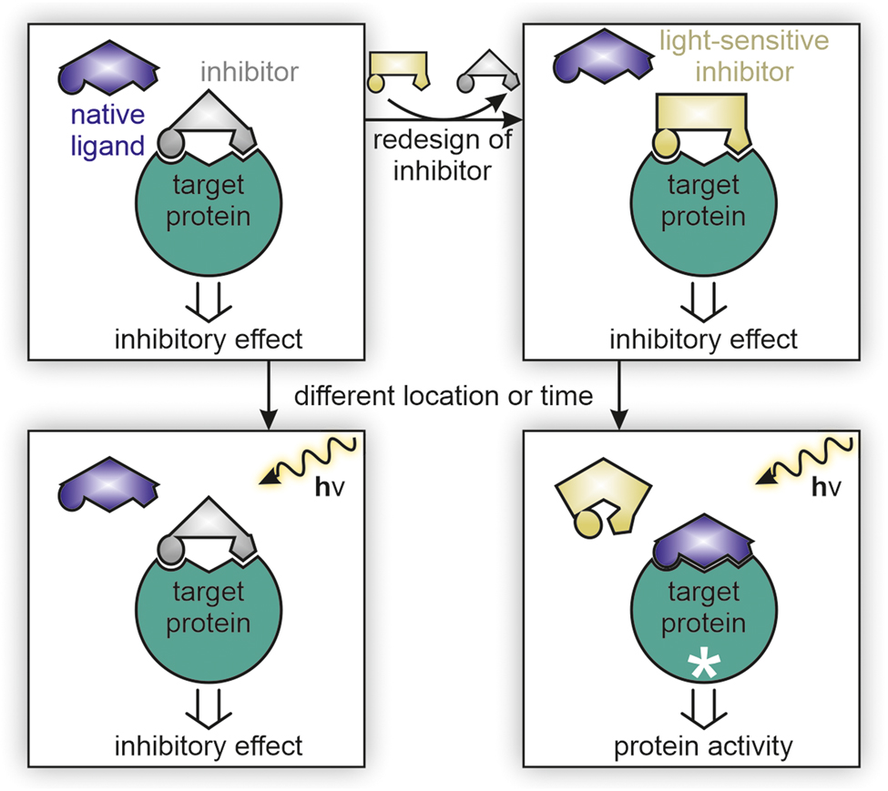 Figure 2: 
The method concept of photopharmacology for the photocontrol of proteins.
The design of protein inhibitors is commonly based on the imitation and replacement of a native ligand (upper left). The resulting inhibitory effect is insensitive to light (bottom left). In photopharmacology, the inhibitor is redesigned to exhibit two states, which can be interconverted by light. One state can bind to the target protein and induce the desired inhibitory effect (upper right). The other state cannot interact with the target protein and allows for binding of the native ligand (bottom right).
