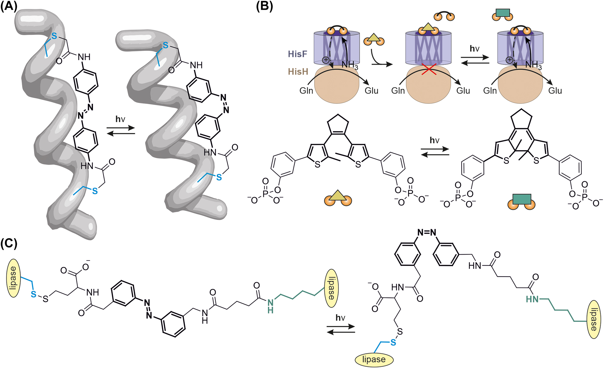 Figure 5: 
Exemplary photoswitch applications.
(A) Bioconjugation of an azobenzene inhibitor to two cysteine residues (blue) of an alpha helix result in destabilization of the secondary structure in the E configuration (left) while maintaining it in the Z configuration (right) (Kumita et al. 2000). (B) Photocontrol of allostery in the HisF:HisH bienzyme complex. While the open diarylethene (triangle) prohibits binding of the allosteric ligand (barbell), the closed diarylethene (rectangle) loses affinity towards the HisF active site and facilitates binding of the allosteric ligand. Binding of the allosteric ligand initiates the glutaminase reaction in HisH (Kneuttinger et al. 2018). (C) Bioconjugation of an azobenzene inhibitor to two surface loops via a cysteine (blue) and a lysine (green) residue mediates the photocontrol of lipase dynamics and as a result activity (Agarwal et al. 2012). Bold: Photoswitch cores as represented in Figure 4.
