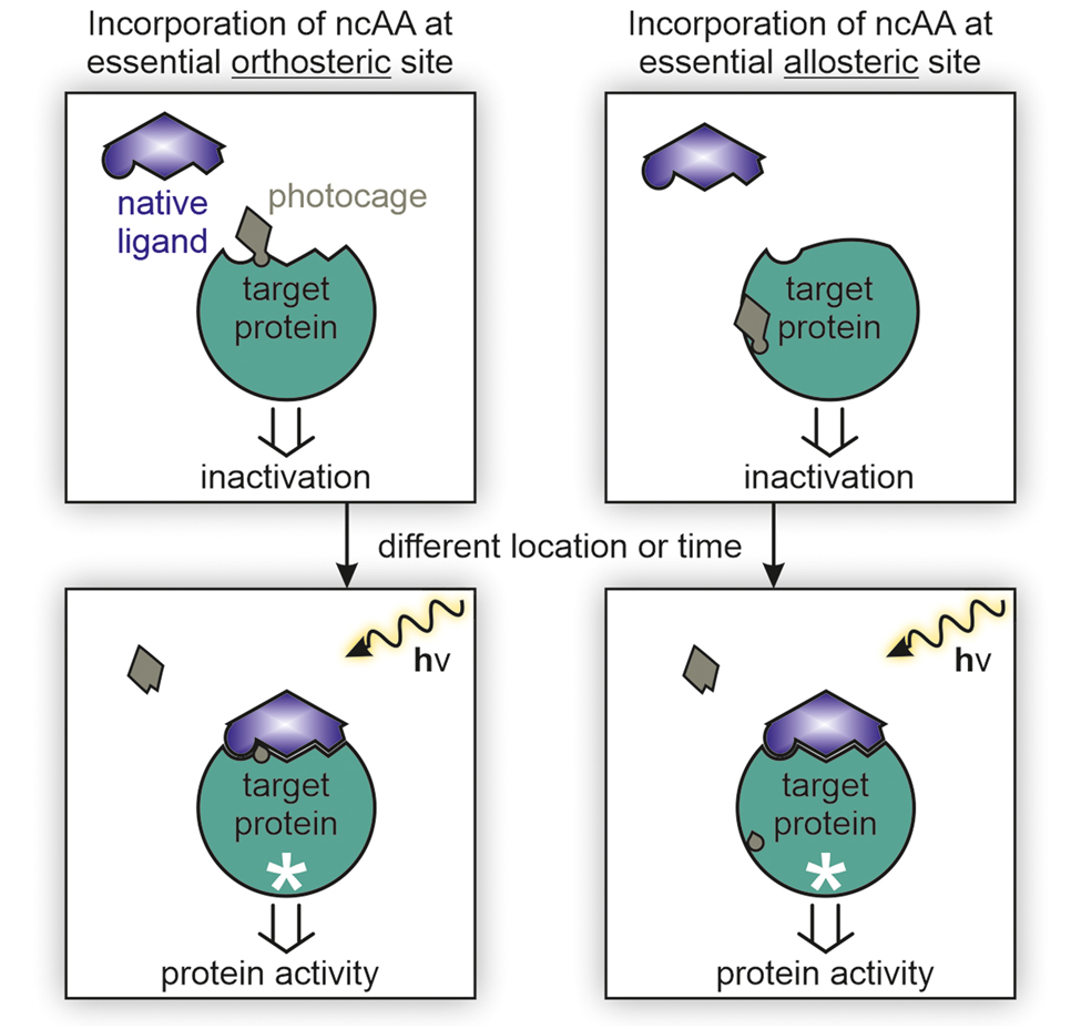 Figure 6: 
Method concept of photoxenoprotein engineering.
In general, proteins carry residues in orthosteric and allosteric sites, which are essential for their biological activity. In photoxenoprotein engineering, incorporation of a light-sensitive ncAA replacing such a residue leads to inactivation of the biological function through various mechanisms of inhibition such as the blockage (left) or conformational change (right) of a ligand binding site. Irradiation triggers a change of the ncAA such as the decaging of a light-sensitive protecting group (shown), which as a result establishes the biological activity of the protein such as binding of a ligand (shown).
