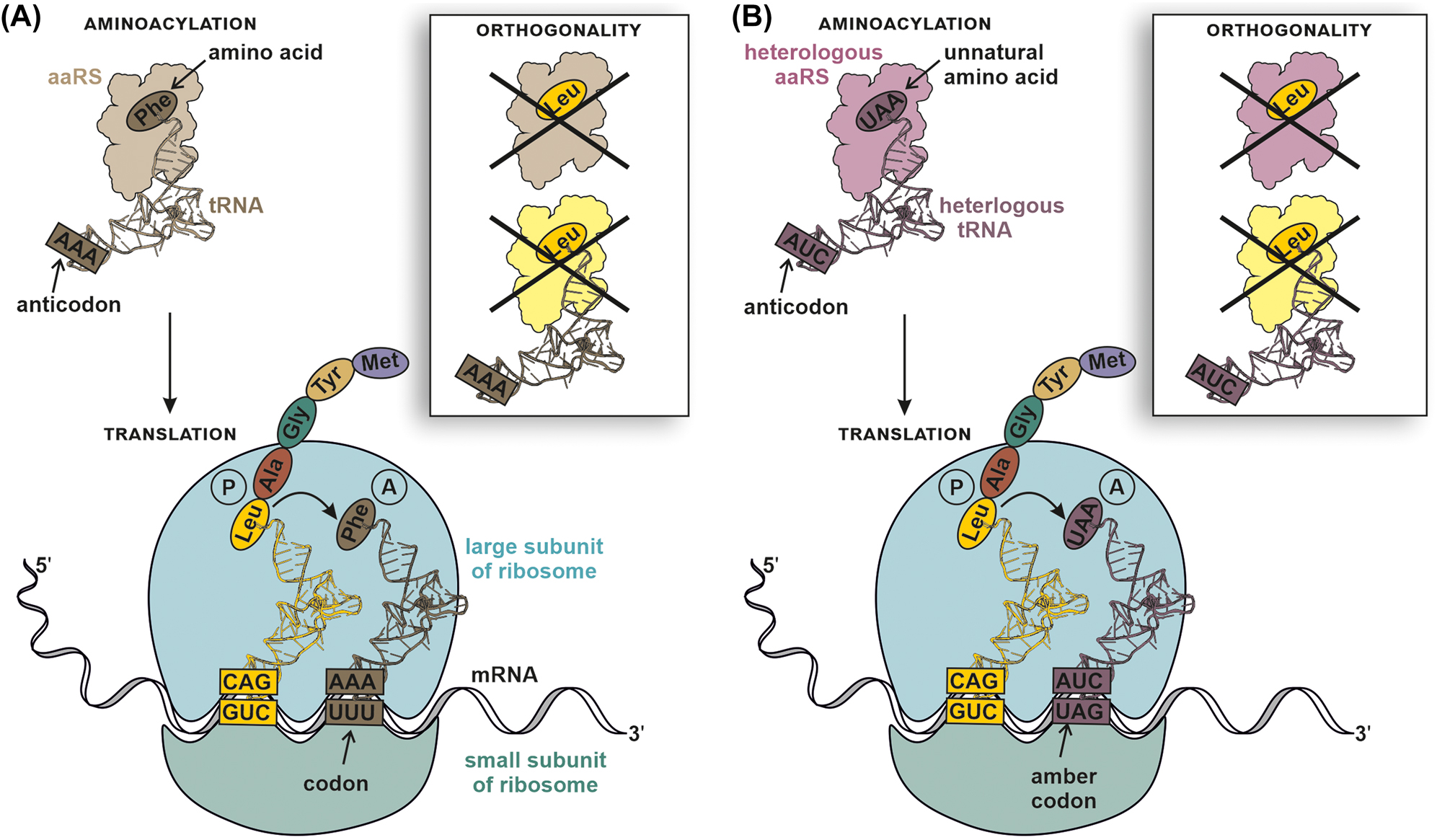 Figure 7: 
The native and redesigned protein translation machinery for the incorporation of endogenous and non-canonical amino acids.
(A) For the incorporation of endogenous amino acids, endogenous tRNAs are aminoacylated with the amino acid by their allocated aaRS. In the A site of the ribosome, the arriving tRNA base pairs with the matching codon of its anticodon. The loaded amino acid can then react with the nascent protein chain waiting in the P site of the ribosome. To ensure high fidelity and efficiency of the system, the aaRS is not allowed to bind another amino acid and the tRNA must not bind to another aaRS. (B) For the incorporation of ncAAs, heterologous tRNAs need to be aminoacylated with the ncAA by a heterologous aaRS. Using the amber suppression technique, the tRNA base pairs with an amber codon at the ribosome so that the ncAA can then react with the nascent protein chain. Similar to the native system, the heterologous aaRS is not allowed to bind an endogenous amino acid and the heterologous tRNA must not bind to an endogenous aaRS, to ensure high fidelity and efficiency.
