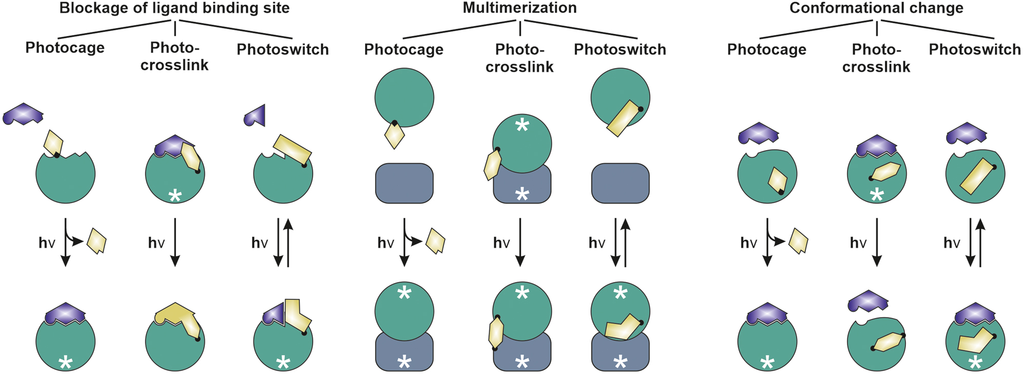 Figure 8: 
Strategies of photoxenoprotein engineering.
The strategic super-categories include blockage of a ligand binding site, multimerization and conformational change and can be realized by the utilization of photocaged, photocrosslinking or photoswitchable ncAAs. Green circle/dark grey square: Target protein; purple: Ligand; gold: ncAA; white asterisk: Biological activity.
