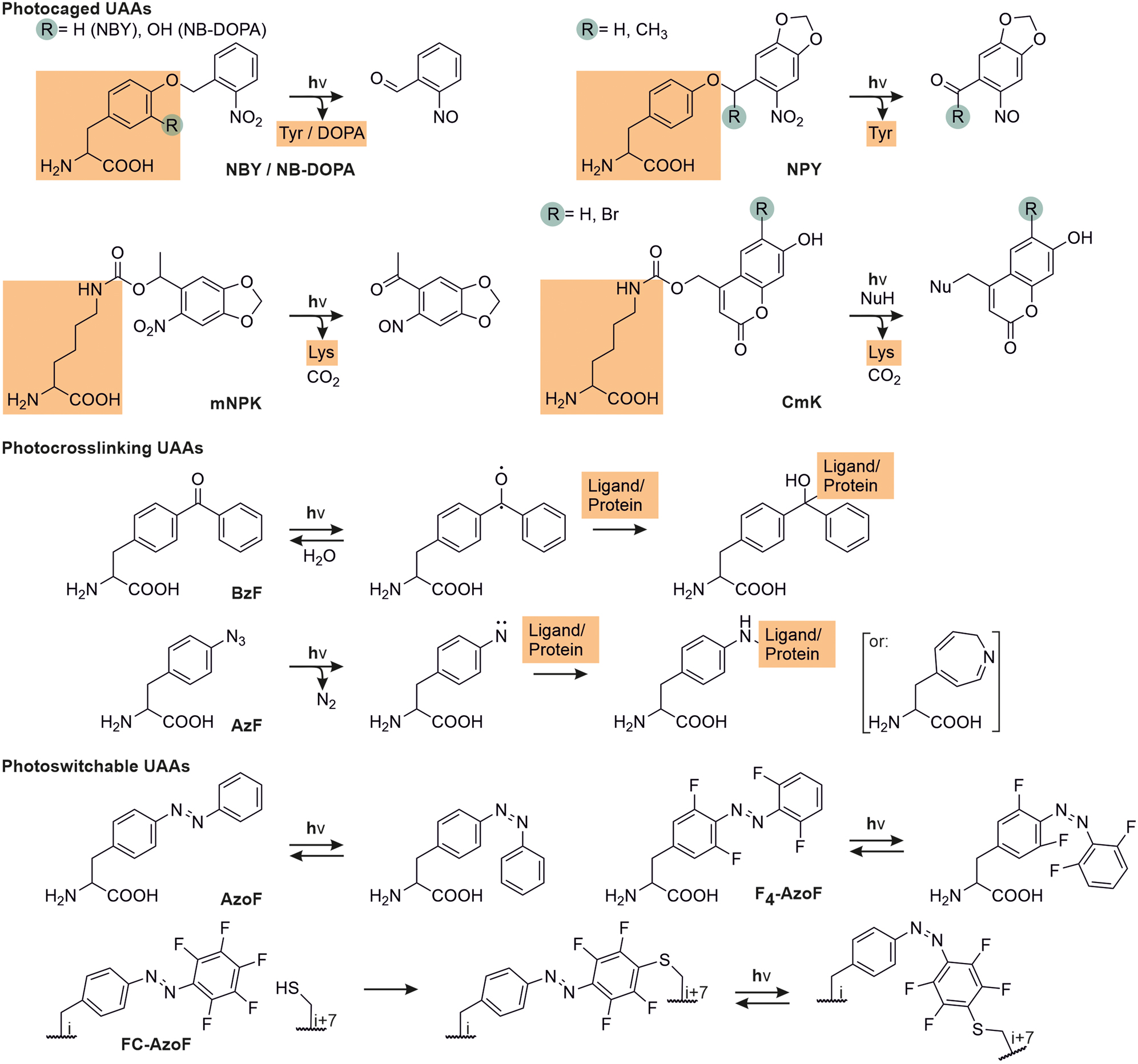 Figure 9: 
Main examples of photocaged, photocrosslinking and photoswitchable ncAAs.
