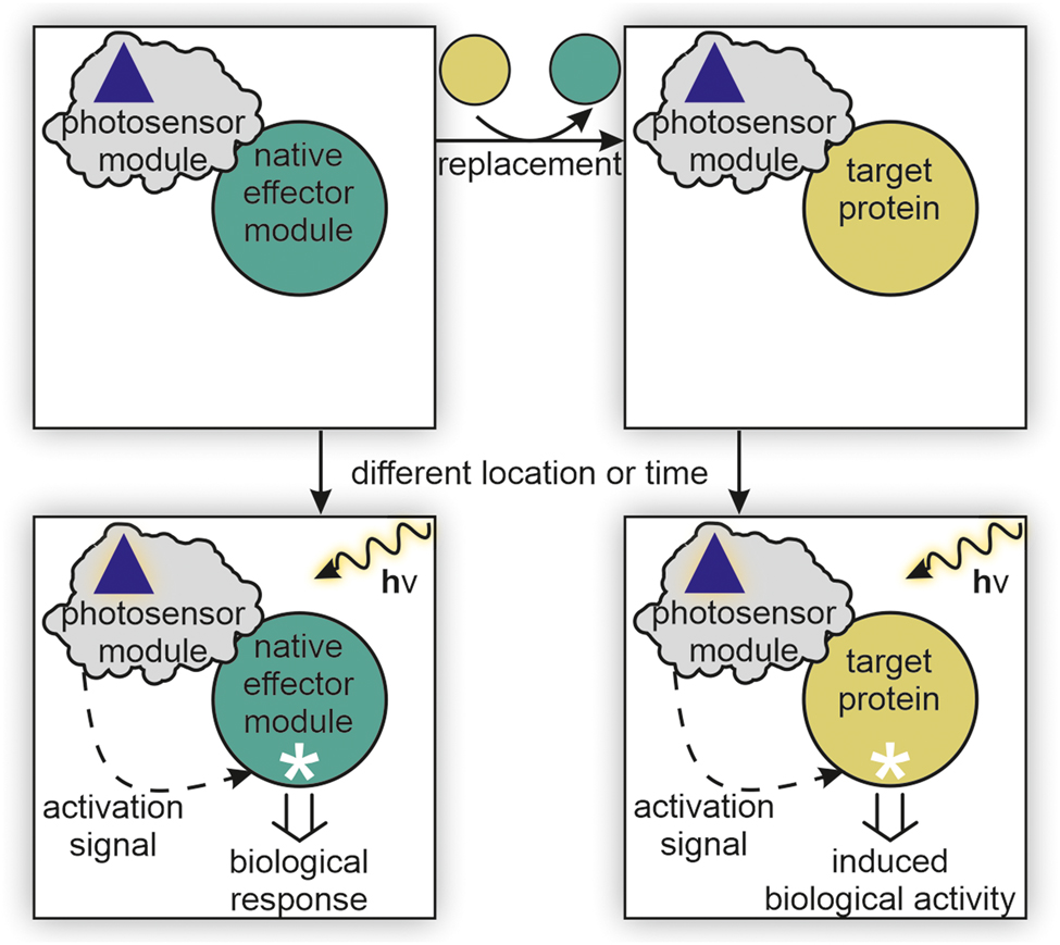 Figure 10: 
The method concept of hybrid protein optogenetics.
A photoreceptor consists of a photosensor module and an effector module (upper left). After irradiation and excitation of the light-responsive cofactor the photosensor module transmits an (in)activation signal, e.g., in form of a conformational change, to the effector module, which as a result is (in)activated (bottom left; activation shown). In hybrid protein optogenetics, the effector module is replaced by a target protein (upper right) resulting in the induction of the desired biological activity (bottom right).
