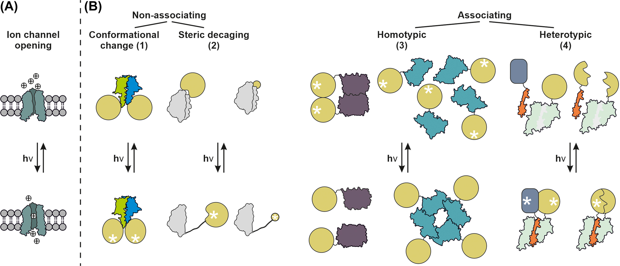 Figure 11: 
Optogenetic strategies.
(A) Light-gated ion channels. (B) The four main strategies of hybrid protein optogenetics including transduction of conformational changes, steric decaging of proteins or peptides, homotypic association/dissociation and heterotypic association/dissociation of heterocomplexes or split proteins. Yellow circle/dark grey square: Target protein or peptide; white asterisk: Activated state.
