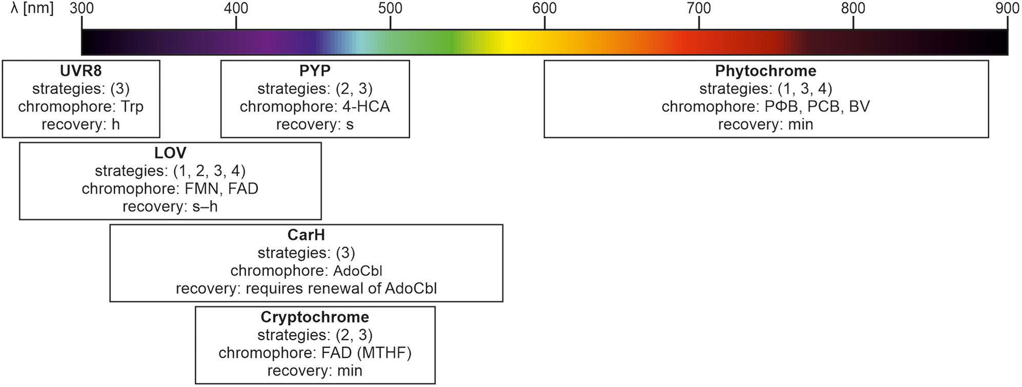 Figure 12: 
Most important examples of photosensory domains used to create hybrid proteins in optogenetics.
Strategies 1–4 refer to the ones shown in Figure 11. For more detailed information see references (Losi et al. 2018; Padmanabhan et al. 2019; Ziegler and Möglich 2015). UVR, UV-B sensitive photoreceptor; PYP, photoactive yellow protein; 4-HCA, p-coumaric acid; PΦB, phytochromobilin; PCB, phycocyanobilin; BV, biliverdin; FMN, flavin mononucleotide; FAD, flavin adenine dinucleotide; AdoCbl, 5′-deoxyadenosylcobalamin; MTHF, methenyltetrahydrofolate.
