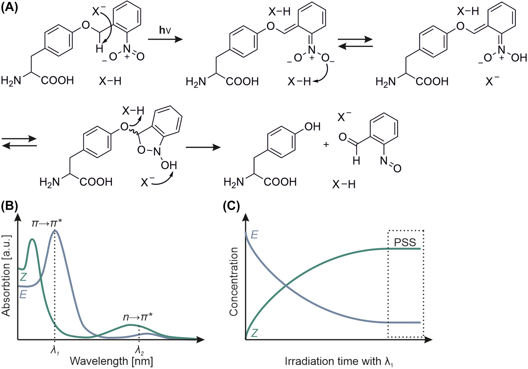 Figure 13: 
Photochemical properties of synthetic chromophores.
(A) Decaging reaction of NBY (Il’ichev and Wirz 2000; Klán et al. 2013). Irradiation with light excites the nitro group and triggers the acid-base (X) catalyzed formation of a five-membered ring, which requires conformational freedom. The subsequent fragmentation to tyrosin and o-nitrosobenzylaldehyde is irreversible. (B) Representative absorption spectra of E and Z azobenzenes. (C) Isomerization of an azobenzene induced by light of λ
1
 shifts the equilibrium of E and Z until a photostationary state (PSS) is reached.
