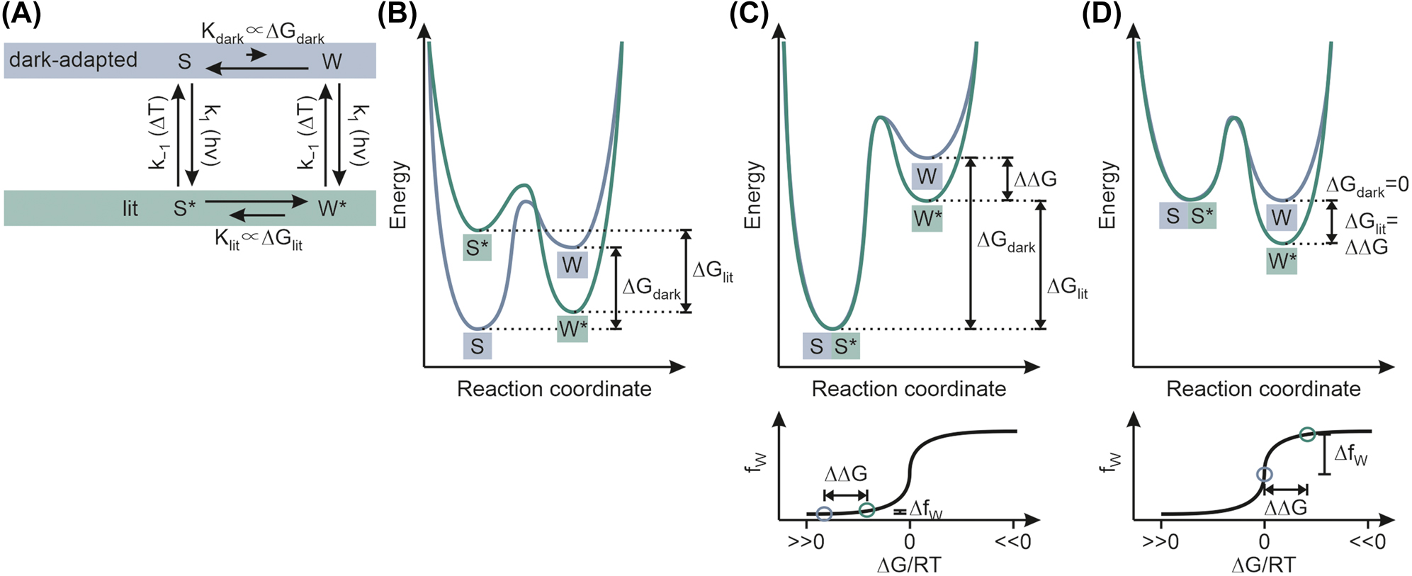Figure 14: 
The response of the protein to light-induced changes of the chromophore.
(A) Photocycle of photoreceptors explaining the thermodynamic equilibria in the dark-adapted (slate blue) and lit state (green). The difference between activities results from a shift in S and W conformational populations as demonstrated in panel (B). The size of the activity difference, which correlates with the fraction of the working mode (f
W
), depends on the initial position of the equilibrium ΔGdark and the size of the shift ΔΔG. While only small changes in f
W
 are achieved when ΔGdark is >>0 (or <<0, respectively) as shown in panel (C), large differences can be obtained when ΔGdark approximates zero as illustrated in panel (D).

