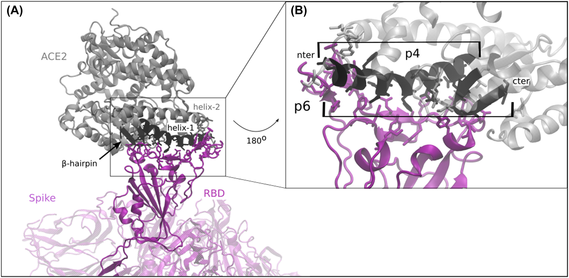 Figure 1: 
Schematic representation of ACE2-RBD interaction.
(A) CryoEM structure of the complex of human ACE2 (gray) with SARS-CoV-2 RBD of the viral S-protein (purple, PDB:7DF4). The RBD is highlighted (dark purple) and the key residues for the interaction with the ACE2 (SI Table 2) are represented as sticks. Helix-1 and the β-hairpin of ACE2 are shown in black, and key residues for the interaction with the RBD are represented as sticks. (B) Zoom in of the ACE2-RBD interface, and 180° rotation for better visualization. Antiviral ACE2-derived peptides p4 and p6 are marked.
