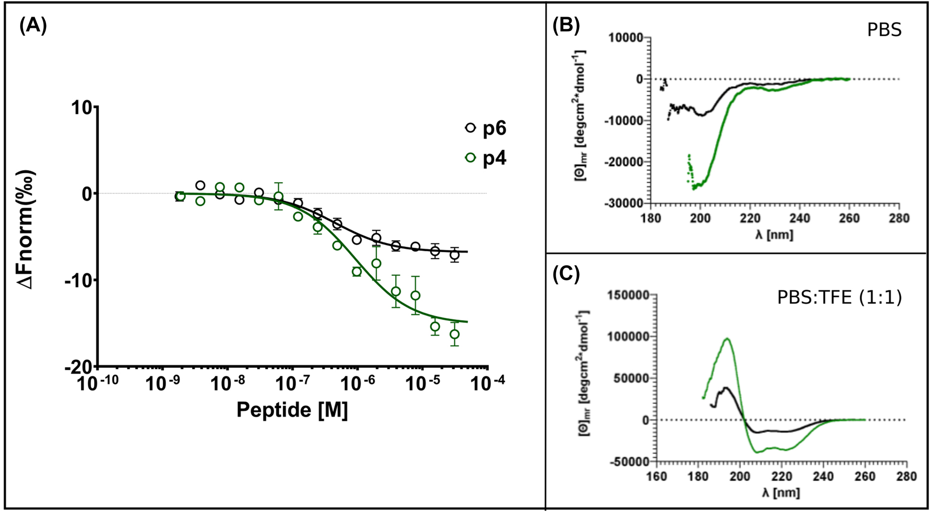Figure 2: 
Affinity and structural characterization of ACE2-derived peptides.
(A) MST binding curves from experiment using different concentrations of ACE2-derived peptides p4, p6 against constant concentration of fluorescently labeled RBD. Error bars: SEM with N = 3. (B) CD spectra for peptides p4 and p6, acquired in 20 mM phosphate buffer, and (C) in presence of 50% of trifluoroethanol as an helicity inducer.
