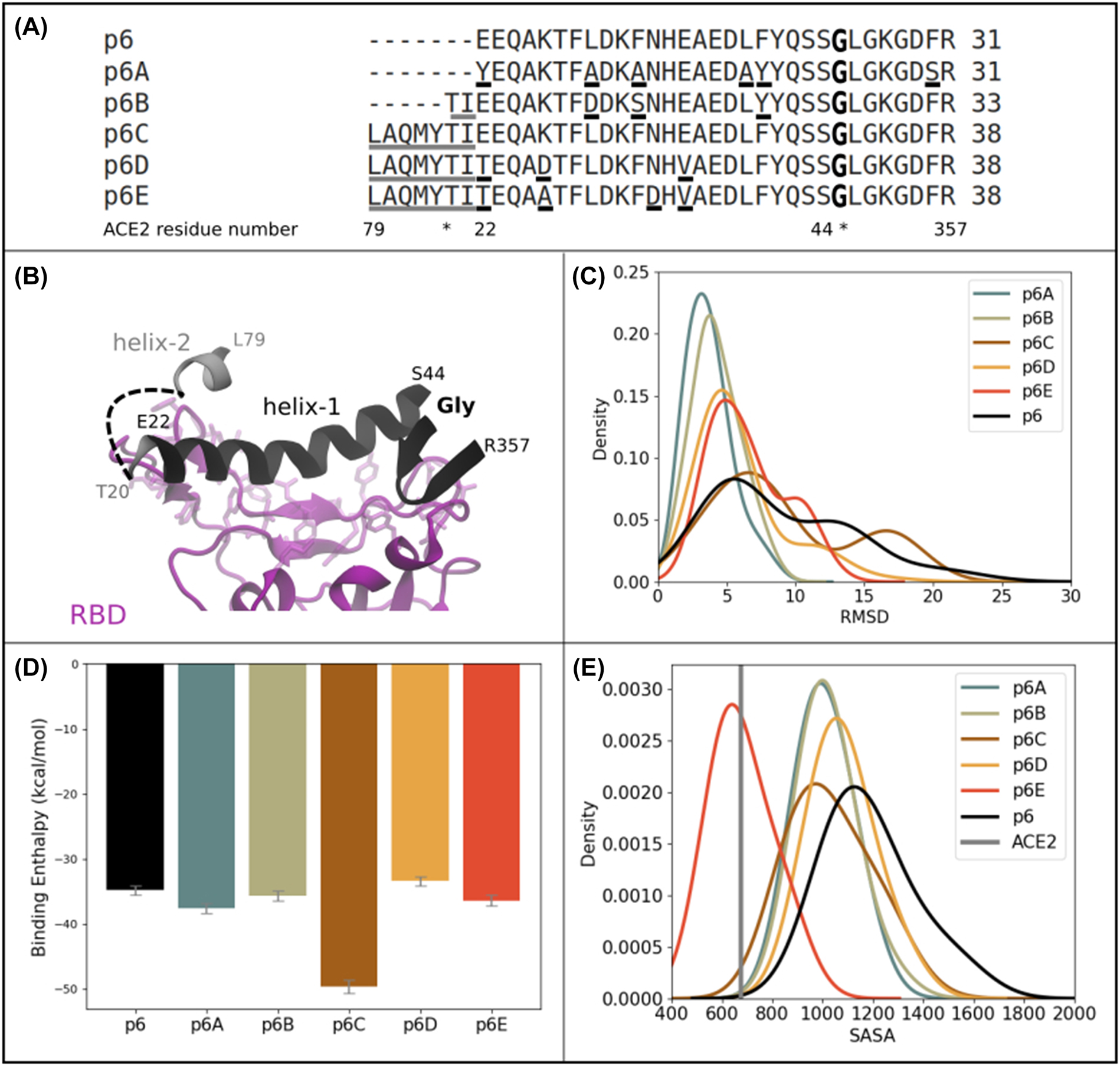 Figure 4: 
Characterization of p6 and variants thereof in complex to the RBD.
(A) Aligned sequences of p6 and p6 variants (Madeira et al. 2019). The black underline represents mutations and the gray underline represents the addition of residues. Some ACE2 residue numbers are shown as a reference. Non-consecutive regions are pointed out with an asterisk. The glycine in bold was added artificially and it is not within the ACE2. (B) ACE2-RBD interface with the RBD shown as purple cartoon and p6 shown as black cartoon. The position of the glycine that joins ACE2 helix-1 and the β-hairpin is highlighted. Residues added to p6B and to p6C, D, E are shown in gray cartoons. The gray-dashed line represents the junction made for p6C, D and E. Some ACE2 residue numbers are shown as a reference. (C) Density plot of p6 and p6 variants RMSD residues. (D) Binding enthalpies of p6 and p6 variants and error bars show average and standard error of the mean from three replicas concatenated into a single trajectory for each system. (E) Density plot of solvent surface accessible area (SASA) for key RBD residues. The gray straight line represents SASA for the key RBD residues (as defined in SI Table 2) in the CryoEM structure of the complex RBD:ACE2 (PDB:7DF4).
