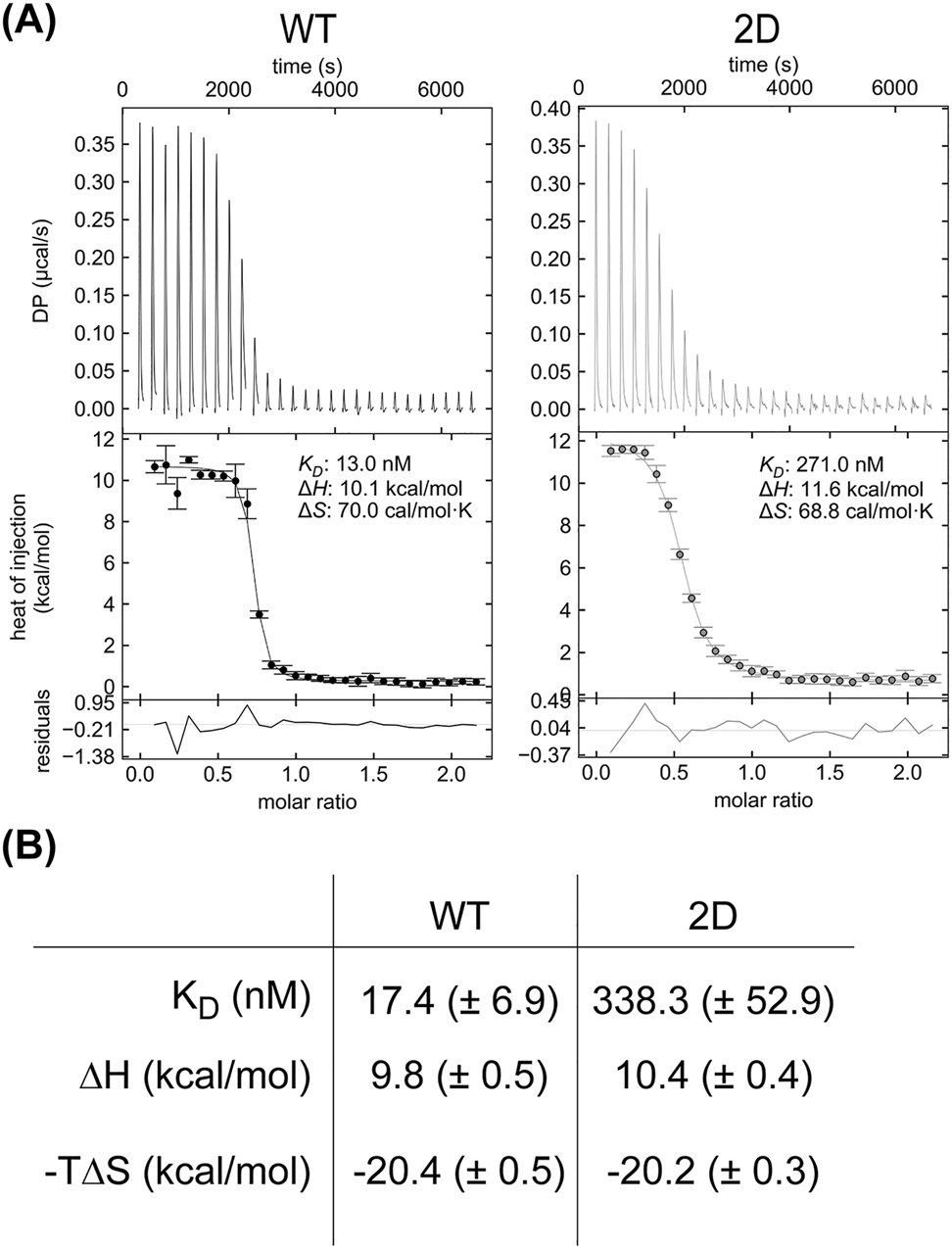 Figure 2:
The Pex5p-S507/523D mutant shows lower affinity to cargo protein Pcs60p. (A) Representative isothermal titration calorimetry (ITC) raw data and integrated heat release for the interaction of Pcs60p with Pex5pWT (left) or Pex5p2D (right). DP, differential power. (B) Measurements by ITC of the equilibrium dissociation constants (K
D
) and enthalpy (ΔH) of the interaction between Pcs60p and Pex5pWT or Pex5p2D (n = 3, average ± standard deviation).