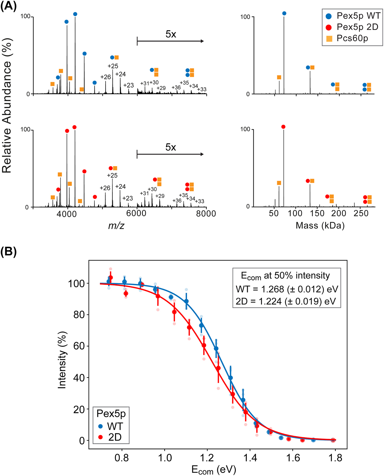 Figure 3:
Native MS analysis of reconstituted Pex5p-Pcs60p complexes. (A) Native MS spectra of Pex5pWT or Pex5p2D (7.5 µM each) mixed with Pcs60p (5 µM). Spectra show ion series assigned to monomeric proteins and heteromeric complexes with annotated charge states of complexes (left) and the corresponding zero-charge mass spectra (right). Arrow, mass-to-charge (m/z) range with signal intensities magnified by 5-fold. Monomeric masses were assigned as follows: Pex5pWT, 71.459 kDa; Pex5p2D, 71.515 kDa; Pcs60p, 60.632 kDa (see Supplementary Figure 3A). Masses of heterodimeric receptor-cargo complexes were 132.091 kDa for Pex5pWT and 132.147 kDa for Pex5p2D. Masses of low intensity 1:2 and 2:2 receptor-cargo complexes were 192.723 and 264.182 kDa for Pex5pWT and 192.723 and 264.294 kDa for Pex5p2D. (B) Dissociation curves of heterodimeric Pex5p-Pcs60p complexes. For complex dissociation, the collision energy was gradually increased from 100 to 240 V in 10-V steps in native MS analysis (see Supplementary Figure 3B). The center-of-mass energy (E
com) was calculated based on quantified ion series (charge states +23 to +26) of 1:1 complexes with Pex5pWT (blue) and Pex5p2D (red) for each acceleration voltage applied and plotted against summed intensities normalized to the total ion current of each spectrum. A Boltzmann function was used to fit sigmoidal curves to the mean of the dissociation data (n = 3). Error bars indicate standard deviation.