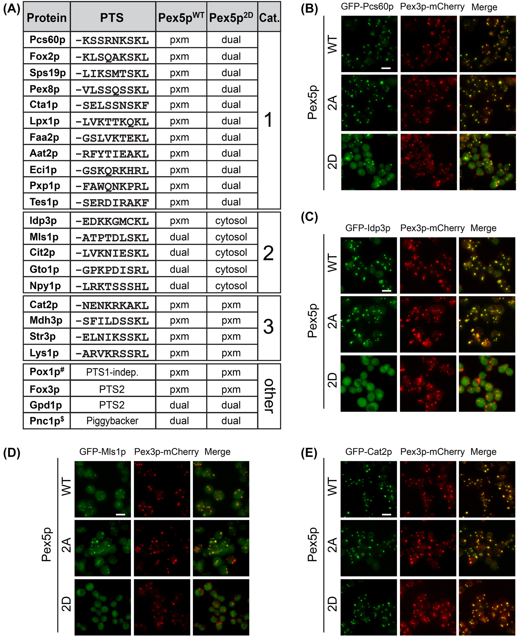 Figure 4:
Expression of phospho-mimicking Pex5p2D affects peroxisomal import of various, but not all, PTS1-proteins. (A) Overview of the subcellular distribution of 24 peroxisomal proteins following the PTS1 or PTS2 pathway in cells expressing Pex5pWT, Pex5p2A or Pex5p2D. For fluorescence microscopy analysis, GFP-tagged versions of peroxisomal proteins were analyzed. For PTS1 proteins, the sequence of the carboxy-terminal PTS1 tripeptide and six amino acid residues adjacent to the PTS1 are shown. #Pox1p is imported via Pex5p in a PTS1-independent manner (Klein et al. 2002); $Pnc1p binds to Gpd1p and is imported via piggy-backing (Effelsberg et al. 2015). Category (Cat.) 1–3, moderate import phenotype (Cat. 1), strong import phenotype (Cat. 2), and no import phenotype (Cat. 3); PTS, peroxisomal targeting signal; pxm, peroxisomal localization; dual, peroxisomal and cytosolic localization. (B–E) Representative images of the subcellular distribution of GFP-Pcs60p (B), GFP-Idp3p (C), GFP-Mls1p (D), and GFP-Cat2p (E) in Pex5pWT-, Pex5p2A-, or Pex5p2D-expressing cells are shown. Pex3p-mCherry, peroxisomal marker protein; scale bar, 5 μm.