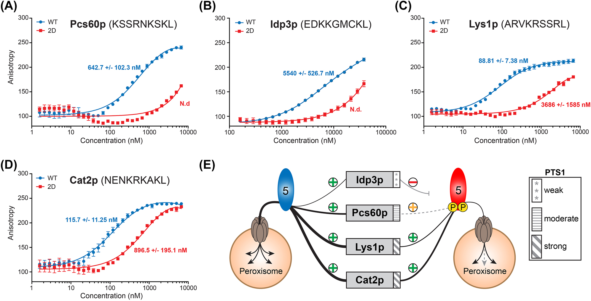 Figure 5:
The phospho-mimicking S507/523D mutation alters the binding affinity of Pex5p to the carboxy-terminus of PTS1-proteins. The binding affinity of the extended PTS1 sequence of Pcs60p (A), Idp3p (B), Lys1p (C) and Cat2p (D) to Pex5pWT and Pex5p2D was analyzed by fluorescence anisotropy using fluorescently labeled peptides (10 nM) comprising the nine most carboxy-terminal amino acids of the respective PTS1-proteins and increasing concentrations of recombinant Pex5p variants (160 nM – 38 µM for measurements with the Idp3p peptide, 1.5 nM – 6.6 µM for all other measurements). K
D
values were calculated by least square fitting of a binding-saturation model with one binding site. N.d., not determined; error bars indicate standard deviation (n = 2, Idp3p nonapeptide; n = 3, Lys1p, Cat2p and Pcs60p nonapeptides). (E) Model illustrating the differential effects of Pex5p-S507/523 phosphorylation on import of PTS1-proteins into peroxisomes. Proteins containing a high-affinity extended PTS1 sequence (e.g. Lys1p, Cat2p) bind to sufficient extent to phosphorylated Pex5p and are therefore efficiently imported into peroxisomes. In contrast, proteins containing a moderate- or low-affinity extended PTS1 sequence are imported to considerably lesser degree (e.g. Pcs60p) or not imported at all (e.g. Idp3p).