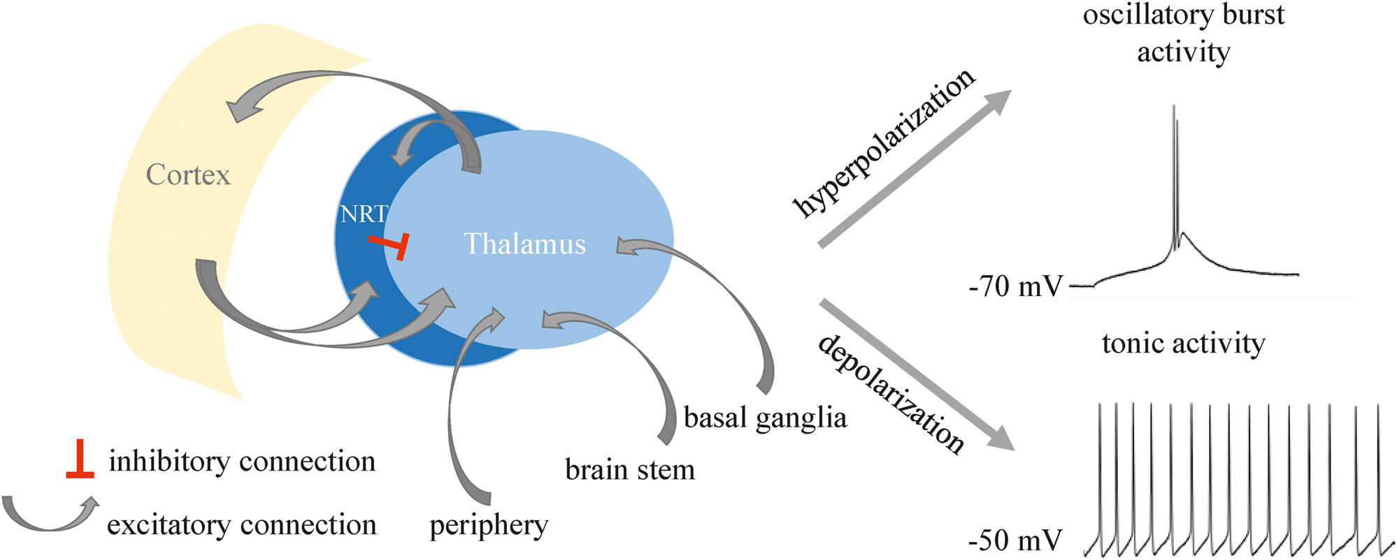 Figure 1: 
Scheme of the thalamocortical network. Reciprocal connections between cortex and thalamus pass the NRT. Hyperpolarization of the resting membrane potential (RMP) leads to oscillatory burst activity in a TC neuron, whereas depolarization leads to tonic firing of the cell.
