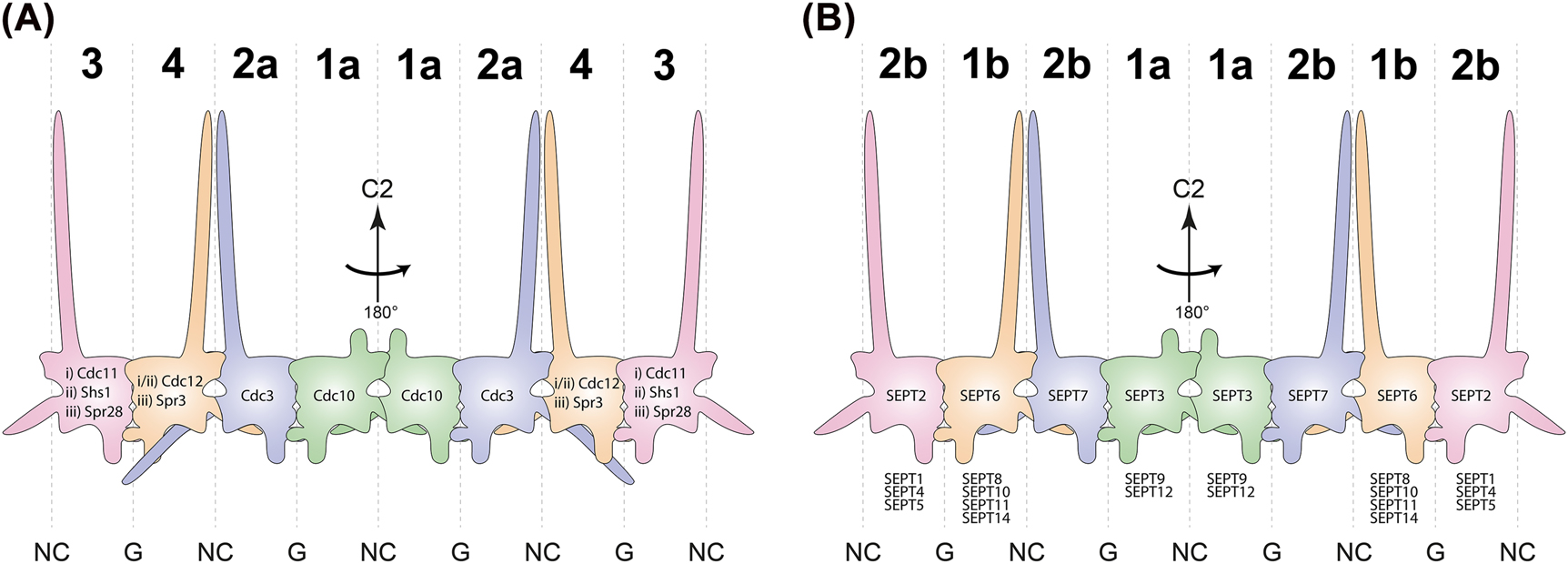 Figure 1: 
Composition of yeast- and human septin protofilaments. (A) Schematic representation of S. cerevisiae septin octamers. The protein identities are outlined within the respective subunit. The two central subunits are constant within all possible rod populations i–iii while the two terminal subunits determine the identity of the respective population (i: Cdc11 containing mitotic, ii: Shs1 containing mitotic, iii: meiotic). (B) Schematic representation of human septin octamers. The eponymous subunit of the respective Kinoshita group is indicated within the respective subunit, other members of the respective group are listed below. All protofilament species in A and B exhibit a cyclic symmetry (C2) around the central NC interface. Capital numbers on top determine the corresponding Momany group. Interfaces are indicated on bottom.

