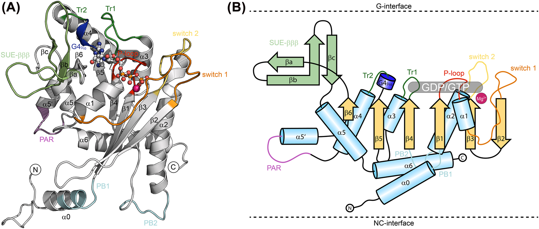 Figure 2: 
Representative crystal structure (SEPT6-GTP, extracted from PDB-ID 7M6J) (A), and schematic topology (B) of a septin subunit. Sheets and helices are numbered according to the classical G domain numbering of Ras like proteins. SUE, septin unique element; Tr, trans-loop; PB, poly-basic motif; PAR, poly-acidic region. The GTP and the Mg2+ in SEPT6 are shown as ball-and-stick presentation.
