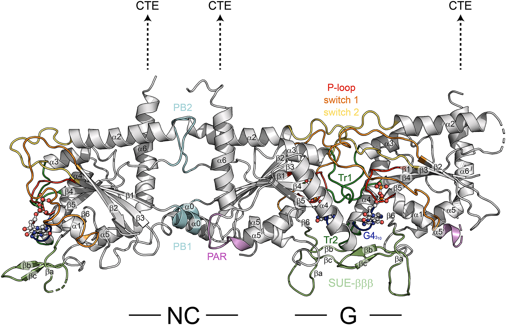 Figure 3: 
Trimer comprised of the human septins (from left to right) SEPT7-SEPT6-SEPT2 (extracted from PDB-ID 7M6J) showing an NC interface between SEPT7 and SEPT6 and a G interface between SEPT6 and SEPT2. The positions of the interfaces are indicated. The dashed arrows indicate the expected positions of the C-terminal extensions (CTE). Classical features of the G domain of Ras like proteins (switches 1 and 2, P-loop) and septin unique features are annotated; numbering of helices and sheets as in Figure 2. SUE, septin unique element; Tr, trans-loop; PB, poly-basic motif; PAR, poly-acidic region.
