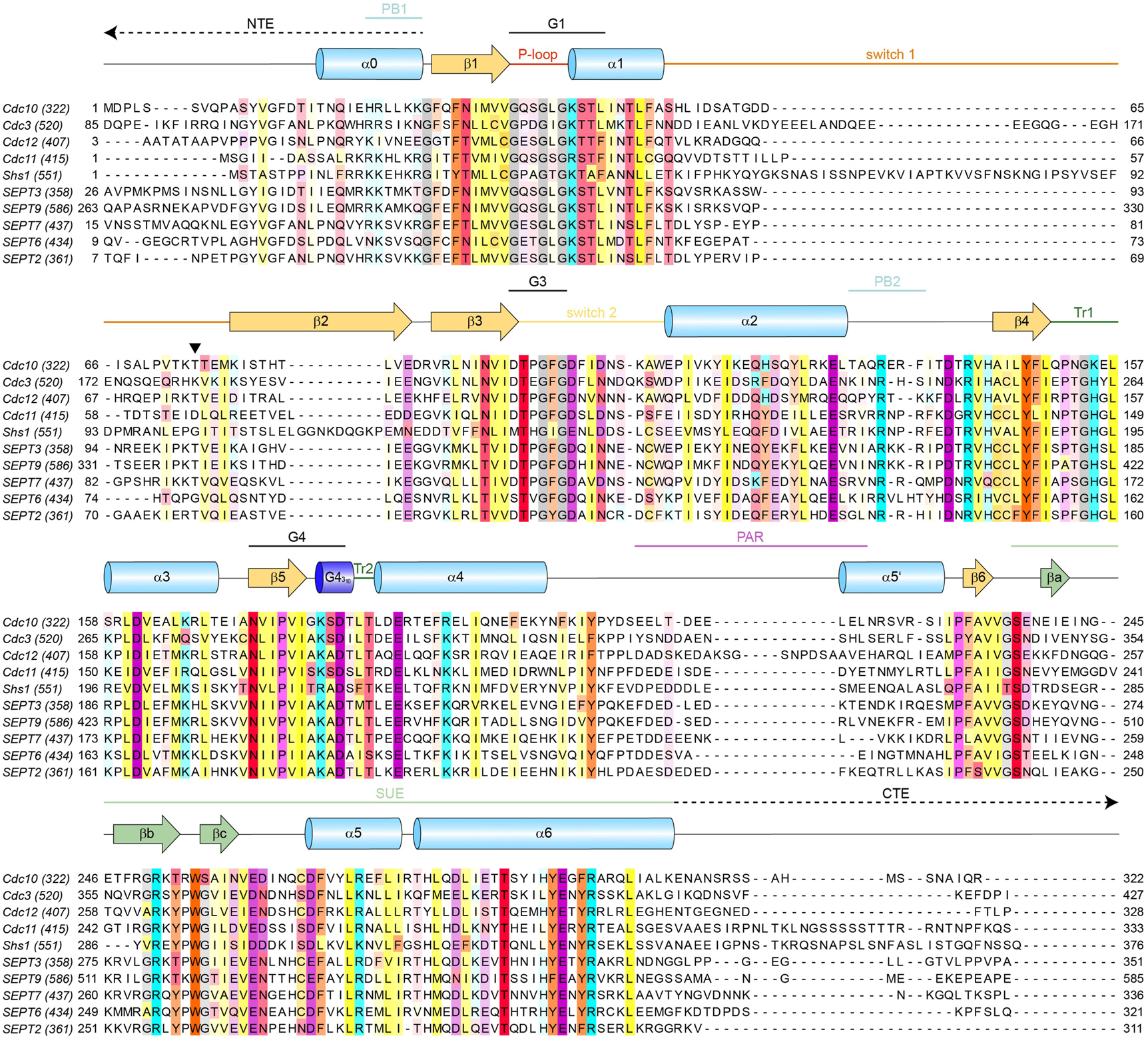 Figure 4: 
Sequence alignment of the mitotic septins from S. cerevisiae and selected human septins with prominent structural features annotated. SUE, septin unique element; Tr, trans-loop; PB, poly-basic motif; PAR, poly-acidic region. NTE, N-terminal extension; CTE, C-terminal extension. Switches 1 and 2, the P-loop and G1-4 motifs are the classical structural motifs found in all small GTPases. The black triangle marks the position of the catalytically active Thr(Sw1). Positions showing a conservation of ≥30% are colored according to their biochemical properties with the color intensity increasing with the degree of conservation. Purple – acidic; cyan – basic (including His); yellow – hydrophobic; orange – aromatic; red – polar; pink – proline; grey – glycine; gold – cysteine. The total amino acid number is provided in brackets behind the respective subunit identifier. For human septins always isoform 1 was used.
