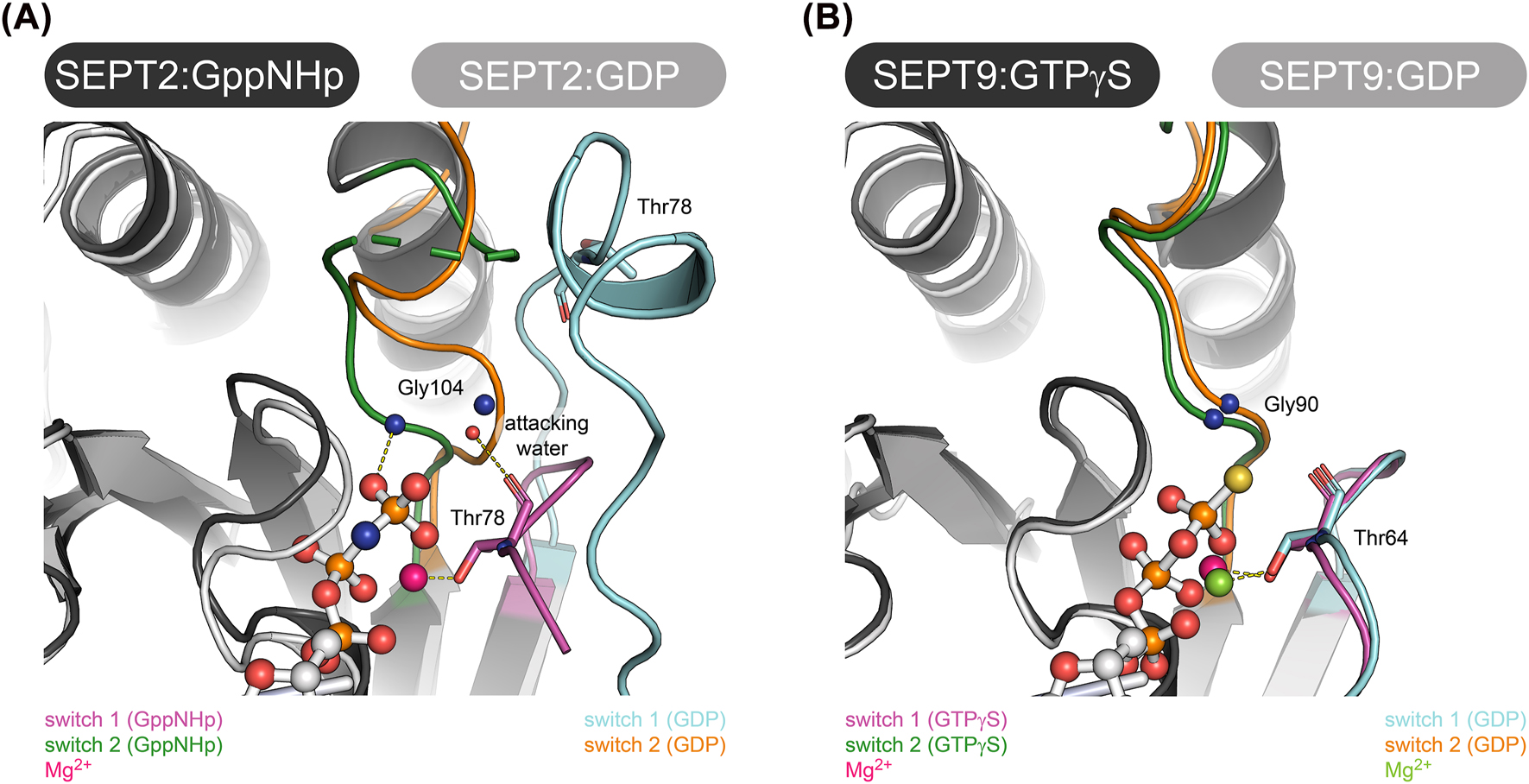 Figure 5: 
Structural features of the nucleotide binding pocket in SEPT2 and SEPT9. (A) Nucleotide binding pocket of GppNHp and GDP bound SEPT2 (PDB-IDs 3FTQ and 6UPA, respectively). Note the significant conformational variance between the two nucleotide states. The positions of the catalytically active Thr in switch 1 and Gly in switch 2 are indicated. (B) Nucleotide binding pocket of GTPγS and GDP bound SEPT9 (PDB-IDs 5CYP and 5CYO, respectively). Note the conformational consistency between the two nucleotide states. The positions of the catalytically active Thr in switch 1 and Gly in switch 2 are indicated. Alignments of the structures in A and B were made in Pymol.
