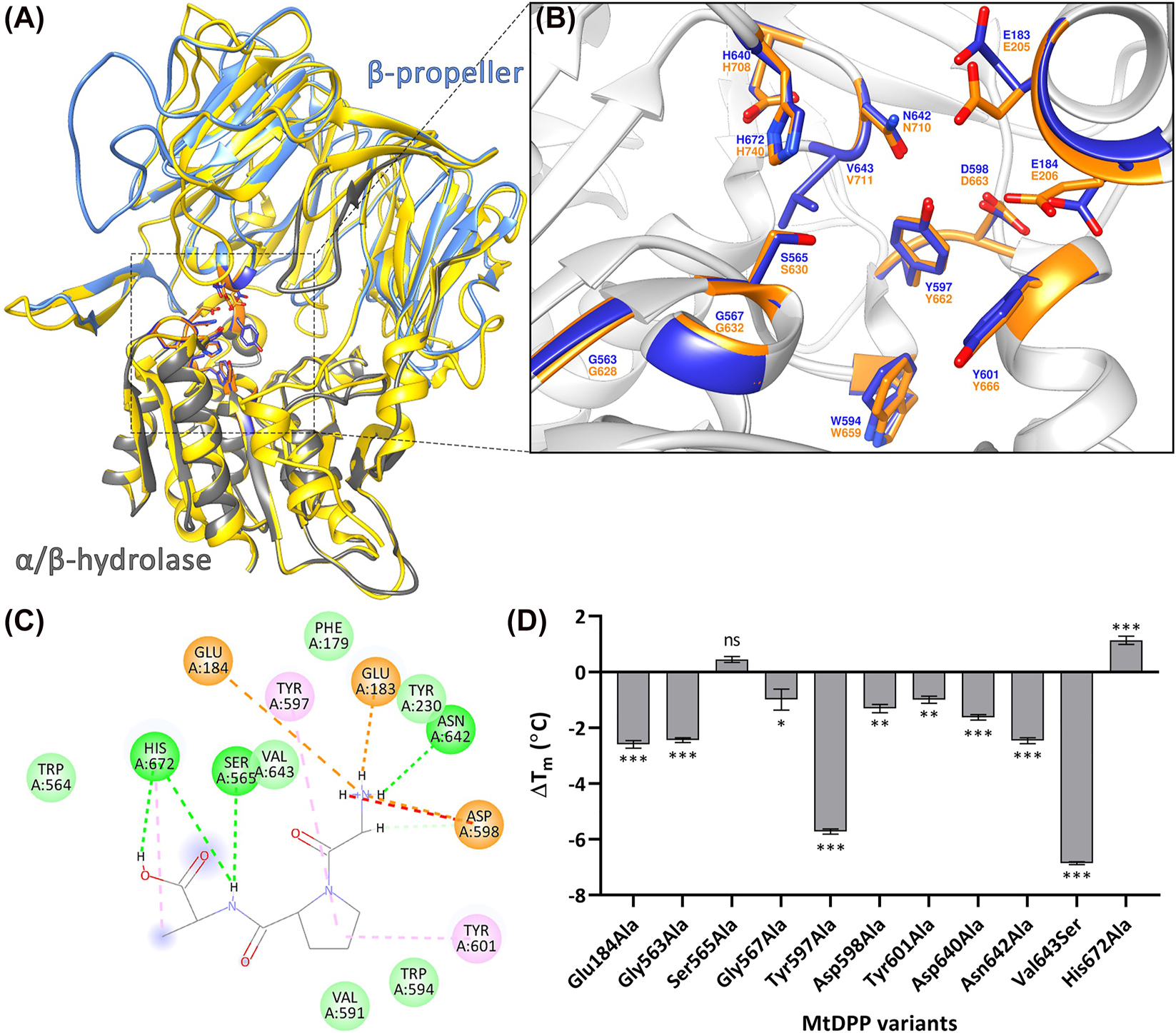 Figure 3:
MtDPP structural model. (A) SWISS-MODEL predicted 3D ribbon model of MtDPP depicting the β-propeller (grey) and α/β-hydrolase (aqua) domains of the protein, superimposed on the hDPP4 structure (PDB: 2G5P; yellow) The model is available in ModelArchive at https://modelarchive.org/doi/10.5452/ma-ucdv8. Model statistics are shown in Figure S3B. (B) 13 superimposed catalytic site residues of MtDPP (blue) and hDPP4 (orange), indicating a conserved catalytic cleft. (C) 2D diagram representing interactions (light green circle, van der Waals; light green line, carbon hydrogen bond; green line/circle, conventional hydrogen bond; orange circle, attractive charge; orange line, salt bridge; pink line/circle, π-alkyl bond; red line, unfavourable donor–donor) between predicted MtDPP active site residues and a docked Gly-Pro-Ala substrate (PubChem CID: 7276371). (D) Thermal shift (∆T
m
) of MtDPP and its variants. Error bars indicate the standard deviation derived from three experiments in triplicates. TSA melt curve plots can be found in Figure S6C.