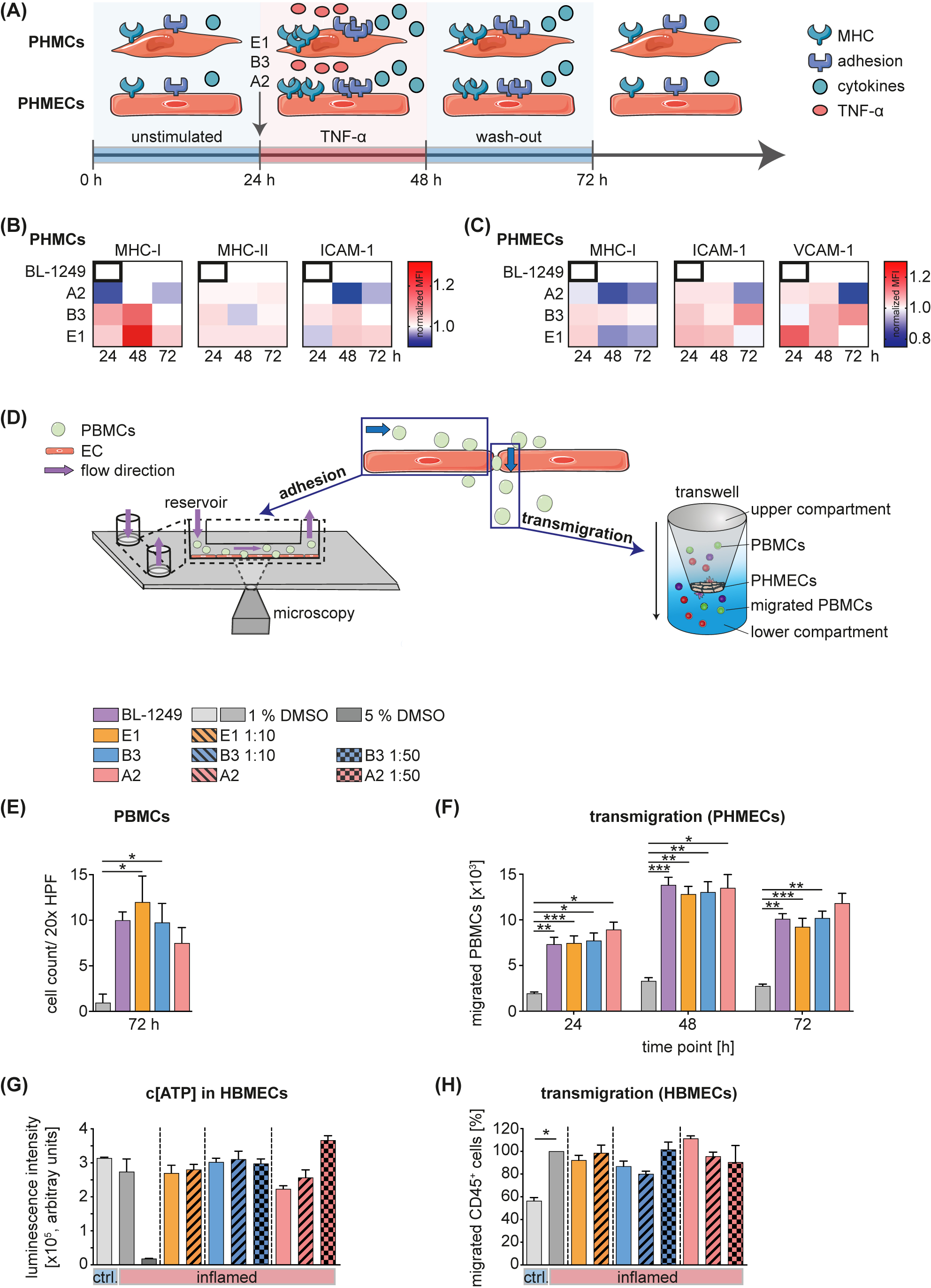 Figure 3:
Functional validation of experimental TREK1 activators. A: Schematic overview of functional assays. PHMCs or PHMECs were incubated for 24 h (0–24 h). Afterwards, cells were stimulated with TNF-α for 24 h (24–48 h). Cells were washed after stimulation (48–72 h). B/C: MFIs were quantified by flow cytometry of PHMCs and PHMECs. MFIs were normalized to BL-1249 treated cells. MFIs were measured at three time points (24 h, 48 h and 72 h; n = 3 for each group). D: Schematic principle of the functional low physiological flow assay (left): PBMCs were passed through a reservoir lined with a confluent EC monolayer of PHMECs. Adherent cells were quantified by microscopy. Schematic principle of transmigration assay (right): A transwell insert was lined with confluent PHMECs. PBMCs were added and counted upon reaching the lower compartment. E: Quantification of the functional low physiological flow assay. Stimulated PBMCs were applied for 30 min under a flow of 0.25 dyn/cm2 after washout of TNF-α (t = 72 h). PHMECs were used as EC layer and treated with either 1% DMSO, BL-1249, A2, B3 or E1. PBMCs were counted per 20x HPF (Kruskal–Wallis test with Dunn’s post-hoc test, n = 4 for all groups, p > 0.05 for three test compounds and control compound BL-1249). F: Quantification of the transmigration assay. PBMCs were added to a PHMEC monolayer treated with either 1% DMSO, BL-1249, A2, B3 or E1. Transmigrated PBMCs were counted by flow cytometry (Kruskal–Wallis test with Dunn’s post-hoc test, n = 6–8 for all groups, p > 0.05 for three test compounds and control compound BL-1249). G: Proliferation of HBMECs measured by luminescence intensity of ATP. HBMECs were treated with 100 U/mL of TNF-α and INF-γ (‘inflamed’) followed by application of either A2, B3 or E1, respectively (Kruskal–Wallis test with Dunn’s post-hoc test, n = 3 for all groups, p > 0.05). H: Quantification of CD45+ leukocytes that migrated through an HBMEC monolayer. HBMECs were treated with DMSO and 100 U/mL of TNF-α and IFN-γ (‘inflamed’) or DMSO alone (‘ctrl’). HBMECs were also treated with the indicated compounds and dilution series (Kruskal–Wallis test with Dunn’s post-hoc test, n = 3 for all groups, p > 0.05). Abbreviations: ATP, adenosine triphosphate; ctrl, control; DMSO, dimethyl sulfoxide; EC, endothelial cell; h, hour/s; HPF, high-power field; HBMECs, human brain microvascular endothelial cells; ICAM-1, intercellular adhesion molecule 1; IFN-γ, interferon-gamma; MHC-I, major histocompatibility complex 1; MHC-II, major histocompatibility complex 2; PBMCs, peripheral blood mononuclear cells; PHMECs, primary human microvascular endothelial cells; PHMCs, primary human muscle cells; SEM, standard error of the mean; TNF-α, tumour necrosis factor alpha; VCAM-1, vascular cell adhesion protein 1.