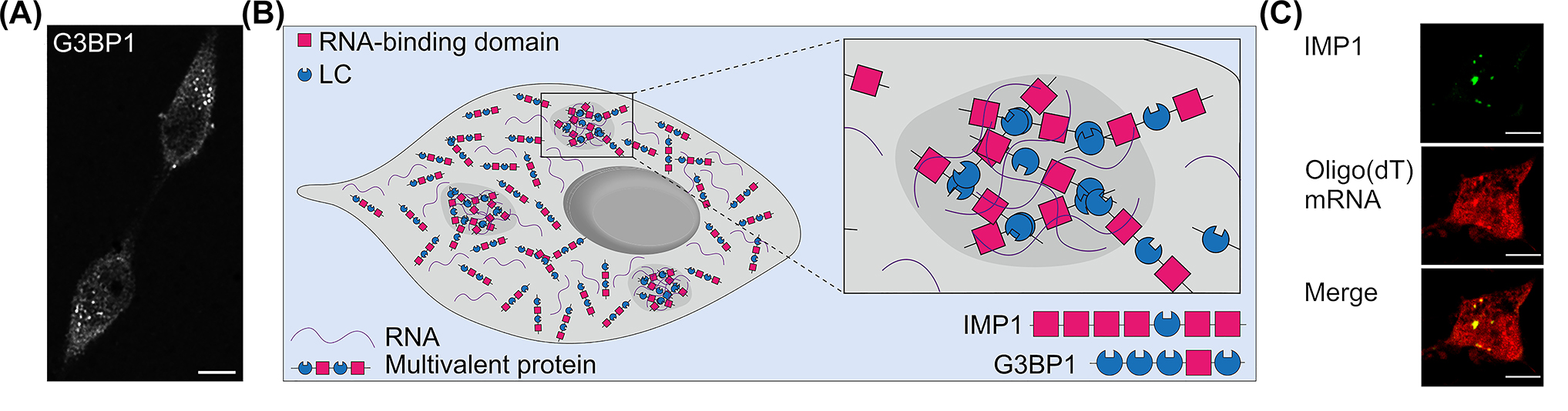 Figure 1:
Stress granules in nerve cells. (A) Fluorescence micrograph showing stress granules in arsenite-treated model neurons (neuronally differentiated PC12 cells). The granules were stained against the stress granule marker G3BP1. Note the distribution of the granules with heterogeneous shape throughout the cytoplasm of the cells. Scale bar, 10 µm. (B) Schematic representation of stress granule formation by liquid-liquid phase separation of RNA and multivalent proteins. The schematic structure of the stress granule proteins G3BP1 and IMP1 is shown below right. (C) Fluorescence micrographs showing the localization of a fraction of mRNAs (stained by in situ hybridization with an oligo (dT) probe) to granules induced by exogenous expression of the stress granule protein IMP1. Scale bar, 10 µm.