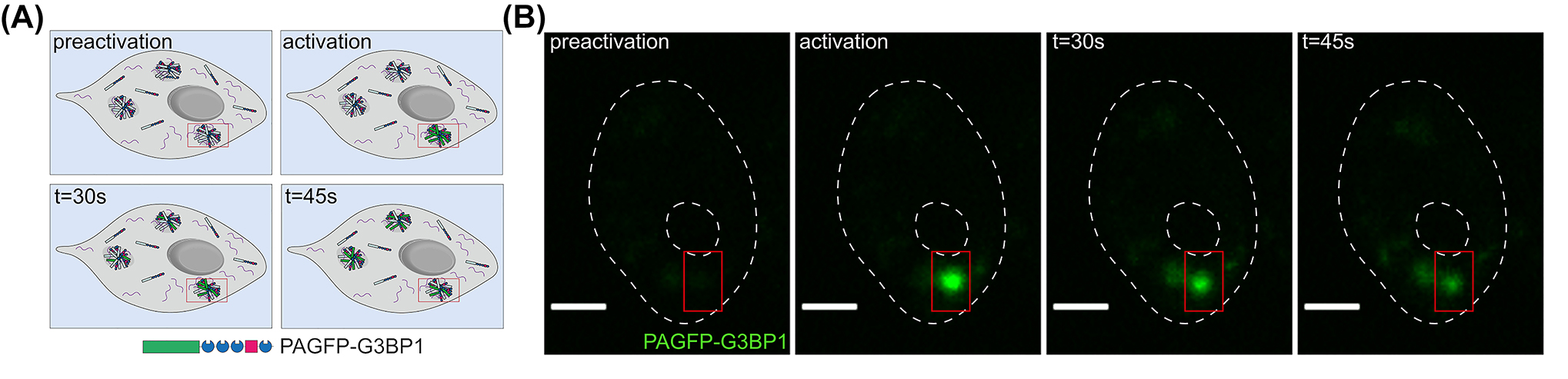 Figure 2:
Shuttling of RNA-binding proteins between stress granules. (A) Schematic representation of a typical fluorescence photoactivation experiment. A tagged stress granule protein is photoactivated in an individual stress granule and distribution to other granules is monitored over time. (B) Time-lapse images after photoactivation of the stress granule marker G3BP1 tagged with photoactivatable GFP (PAGFP). Note the fluorescence decay of the protein over time due to the shuttling of the protein to other granules. Scale bar, 5 µm.