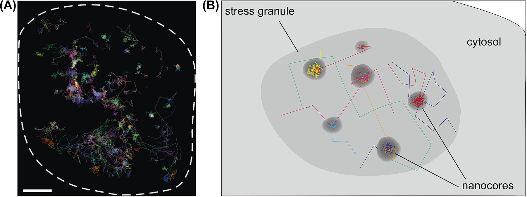 Figure 3:
Nanoscale organization of neuronal stress granules. (A) Trajectories of individual molecules of the stress granule protein G3BP1 in a single stress granule. For the tracking experiment, HaloTag-G3BP1 was expressed in the cells and substoichiometric staining was performed with TMR. Single-molecule localization microscopy was performed using Total Internal Reflection Fluorescence (TIRF) microscopy in the Highly Inclined and Laminated Optical sheet (HILO) mode. For experimental details see Niewidok et al. (2018). The boundary of the stress granule is indicated by a dashed line. Note the biphasic distribution in a freely diffusing phase and a bound phase, which reflects the presence of distributed nanocores within the stress granules. Scale bar, 0.5 μm. (B) Schematic representation of the trajectories of single molecules showing the transient interaction with distributed nanocores in a stress granule.