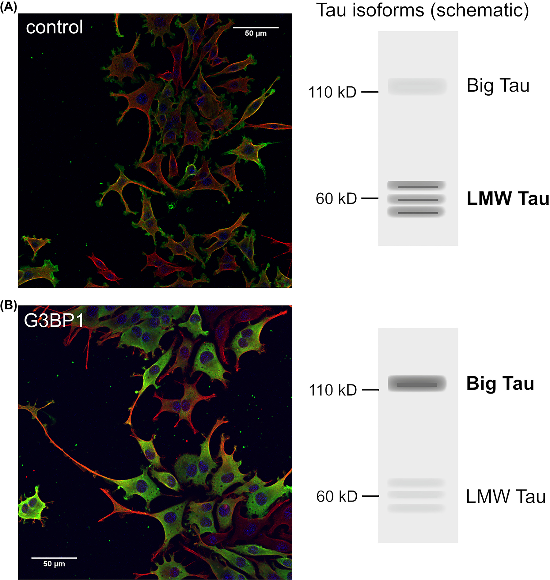 Figure 4:
Stress granule formation alters isoform-expression of the microtubule-associated protein tau. (A, B) Expression of a stress granule-associated protein changes the expression of the isoforms of microtubule-associated protein tau from low molecular weight (LMW) tau to longer isoforms (big tau) and increases process outgrowth. Model neurons (neuronally differentiated PC12 cells) stably transfected to express farnesylated PAGFP (A) or the stress granule protein G3BP1 tagged with PAGFP (B) are shown. A schematic representation of the expressed tau isoforms is shown on the right. The cells were treated for 24 h with NGF, fixed and stained against GFP (green) and tubulin (red). Nuclei were stained with DAPI (blue). For experimental details see Moschner et al. (2014).