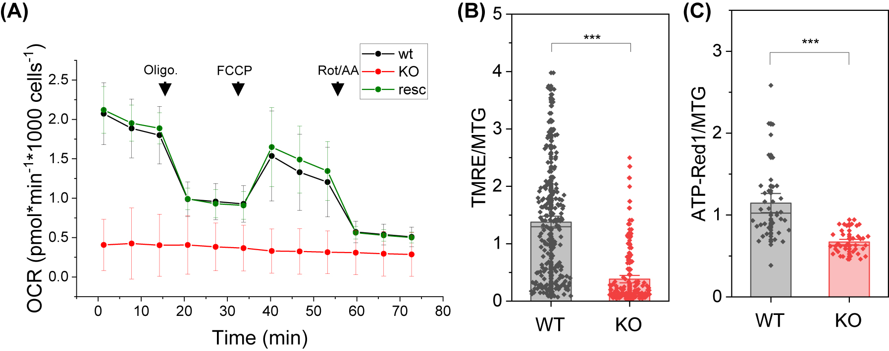 Figure 2:
Loss of complex I and supercomplex assembly results in pertubation of mitochondrial respiration. (A) Respiration measurement of wild type cells, NDUFB10KO and NDUFB10KO rescued. Seahorse Mito Stress test showing oxygen consumption rate (OCR; mean and standard deviation) under high glucose conditions; 1, oligomycin injection (2 µM); 2, FCCP injection (0.5 µM); 3, rotenone and antimycin A injection (0.5 µM); a representative experiment is shown. (B) Mitochondrial membrane potential measurements with TMRE (25 nM) from five independent experiments and 140 cells. Normalization on MTG (200 nM). (C) Relative mitochondrial ATP levels were determined by ATP-Red1™ (5 µM); measurements from three independent experiments and 40 cells. WT, HAP1 wildtype; KO, HAP1 NDUFB10 knockout; two-sided t-test *p ≤ 0.05, **p ≤ 0.01, ***p ≤ 0.001. Charts: The error bars denote the standard error (SE); the charts represent 50 percentiles. The vertical lines in the boxes represent the mean values. Technical replicate #1. Biological replicates: N = 28 for wt, N = 30 for KO and n=13 for rescue.