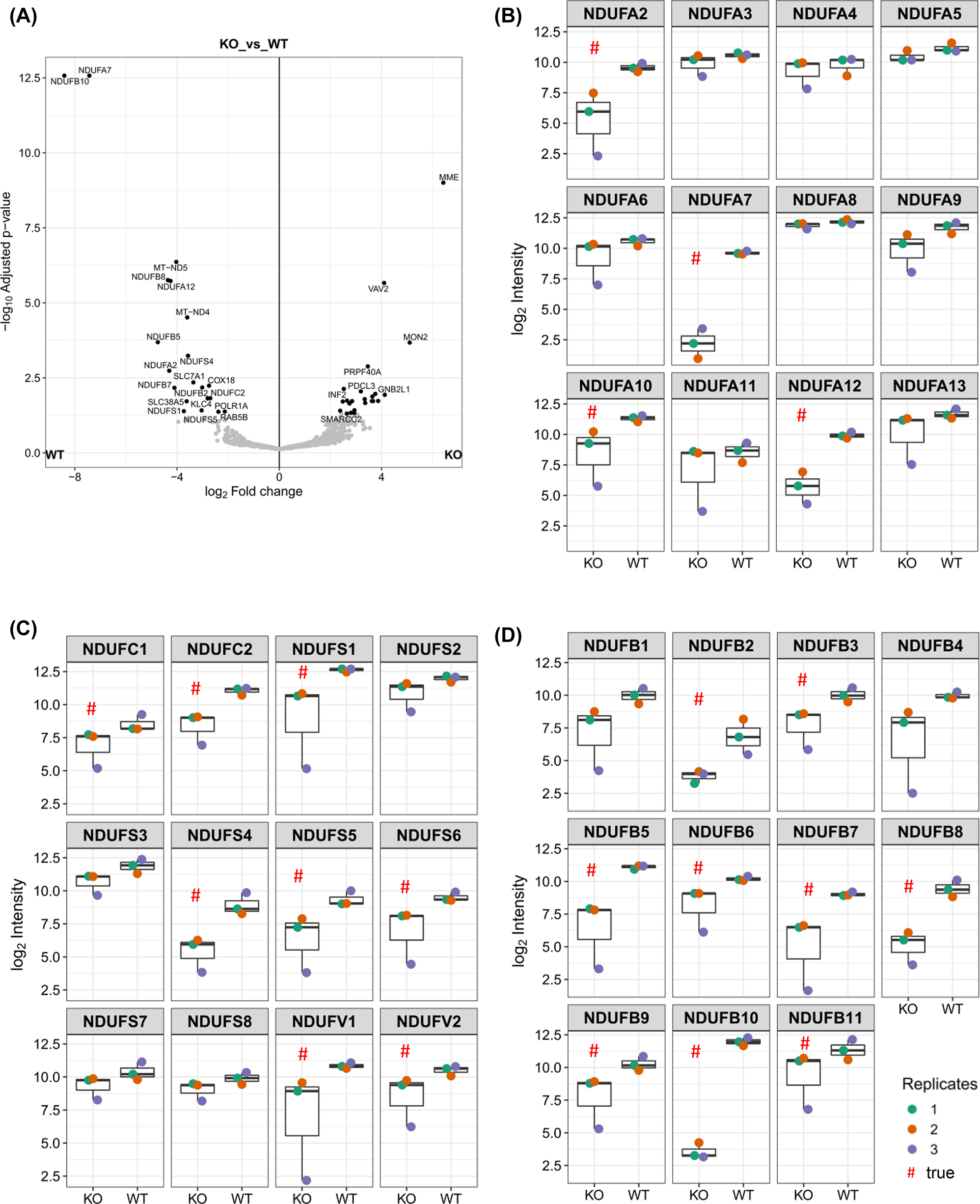 Figure 4:
Changes in the abundance of complex I subunits in NDUFB10KO. (A) Volcano plot showing log2 changes in NDUFB10KO cells in comparison to the wildtype. (B) Abundance of CI subunits of the N-, Q- and ND1/ND2 modules. (C) Abundance of N-(NDUFS1, NDUFS4, NDUFS6, NDUFV1, NDUFV2), ND2/PP-b-(NDUFC1, NDUFC2, NDUFS5), and Q-(NDUFS2, NDUFS3, NDUFS7, NDUFS8) module subunits in WT and NDUFB10KO cells. (D) Abundance of subunits of the PD-a (NDUFB1, NDUFB5, NDUFB6, NDUFB10, NDUFB11) and PD-b modules (NDFUB7, NDUFB8, NDUFB9, NDUFB3, NDUFB2).