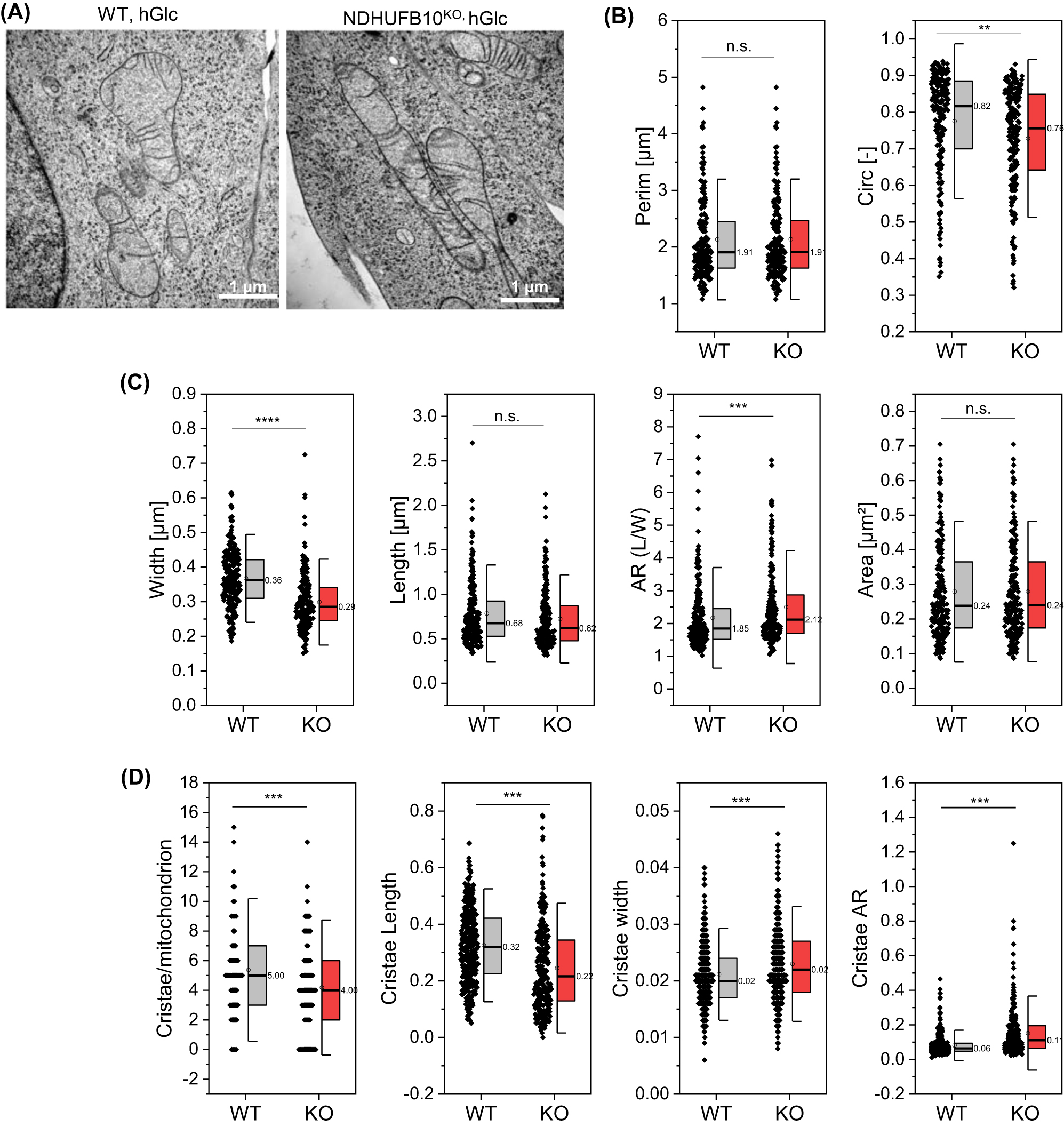 Figure 5:
Mitochondrial morphology changes in NDUFB10KO cells. (A) Transmission electron micrographs of mitochondria in wild-type and NDUFB10KO cells. Images are representative of 190 (WT), respectively 197 (KO) imaged mitochondria. (B) Quantification of mitochondrial shape parameters. Mitochondrial perimeter and circularity. (C) Mitochondrial width, length and resulting aspect ratio (AR), which is the ratio between the minor and major axes of the ellipse equivalent to the object – that represents mitochondrial elongation and reflects the “width-to-length ratio”. Also, mitochondrial area is shown. (D) Characterization of cristae. Two-sided t-test, *p ≤ 0.05, **p ≤ 0.01, ***p ≤ 0.001, ****p ≤ 10−10; error bars indicate standard deviation HGlc, high glucose culture.