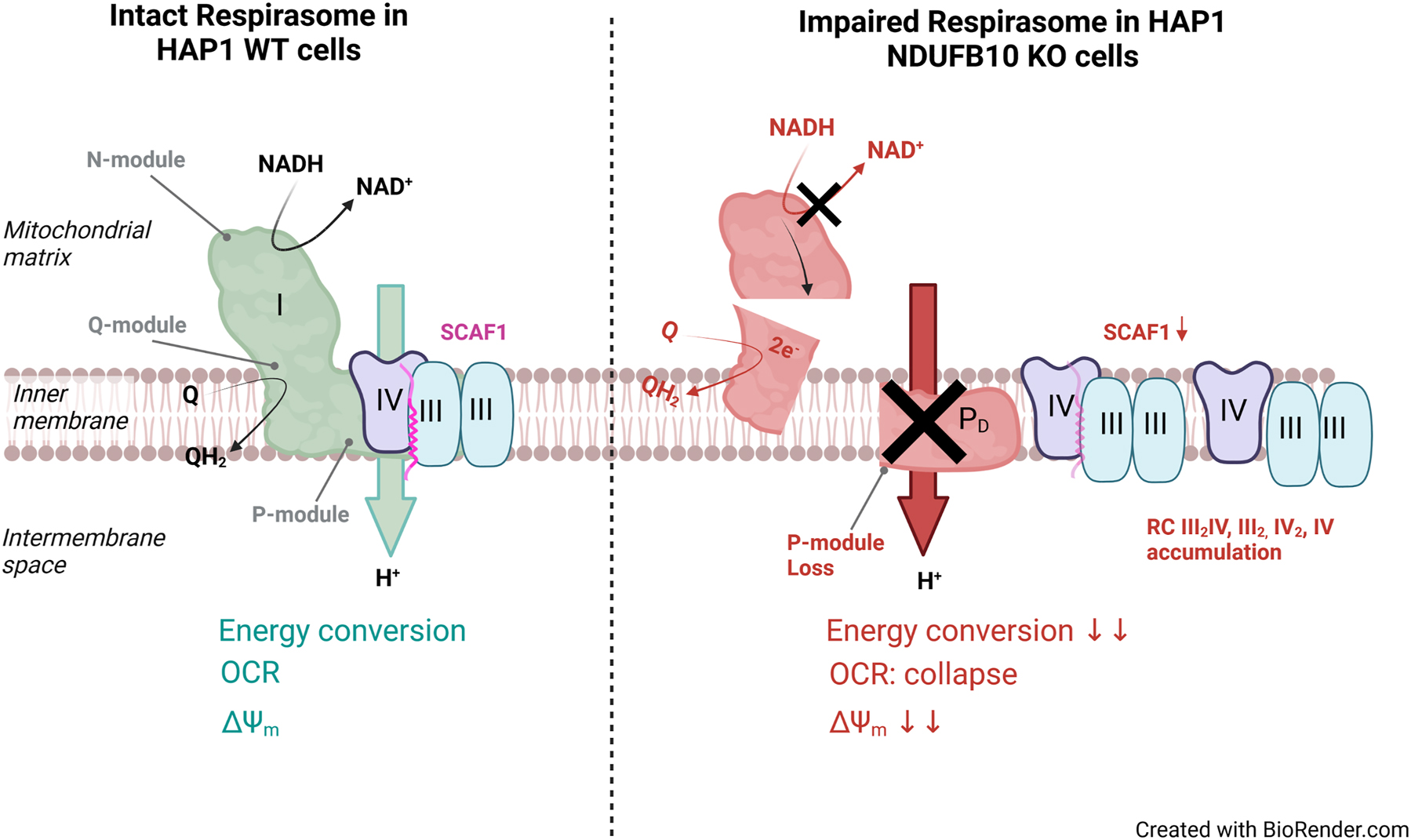 Figure 6:
Schematic representation of the processes affected by NDUFB10KO.