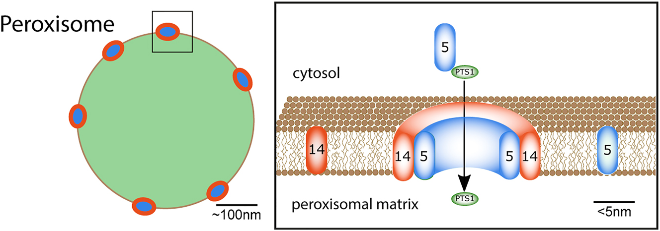 Figure 1: 
Sketch of the peroxisomal protein import process. (Right) peroxisome (green) with peroxisomal import translocons (blue, red-ringed) at the peroxisomal membrane (black border). (Left) close-up of a part of the peroxisomal membrane with peroxisomal import receptor PEX5 (blue), membrane protein PEX14 (orange), both components of the translocation pore, and PTS1 cargo-protein (green). The cargo receptor PEX5 binds PTS1-containing cargo-proteins in the cytosol, directs it to the peroxisomal membrane, where PEX5 becomes part of the translocation pore, the PTS1-containing cargo-proteins become imported, and PEX5 is released afterwards. Adapted from Galiani et al. (2016).
