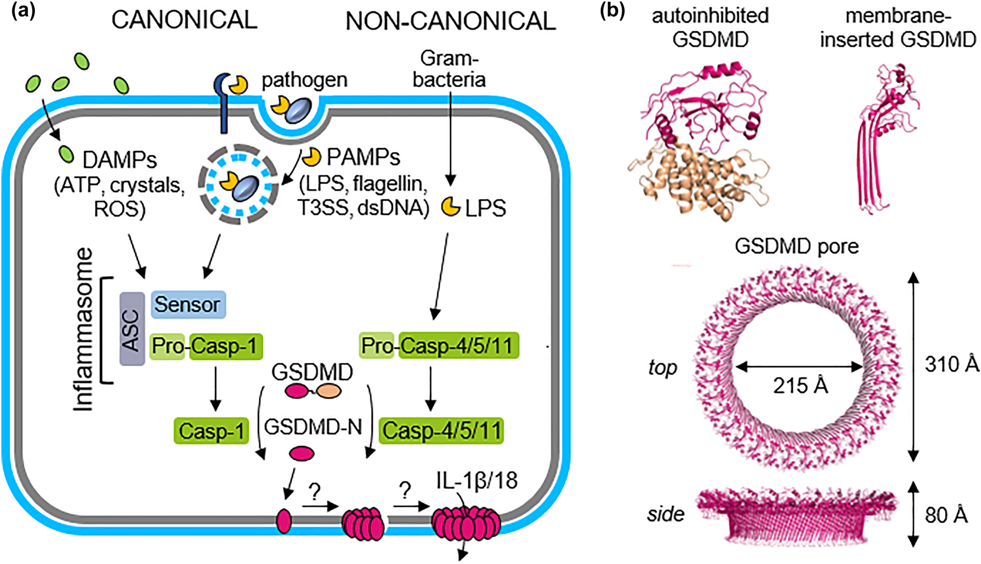 Figure 3:
Self-inflicted membrane damage: signalling pathway of pyroptosis. (a) DAMPs and PAMPs activate the canonical and non-canonical inflammasome pathway, involving inflammatory caspases 1 or 4–5 (11 in mice), respectively. These pathways converge on the caspase-mediated cleavage of GSDMD, allowing its active N-terminal domain to translocate to the PM, oligomerize and form pores. The canonical pathway is mediated by the formation of an activating platform, the inflammasome, in which caspase-1 is recruited and activated. Active caspase-1 induces also the maturation of cytokines IL-1β and IL-18. GSDMD pores induce the secretion of IL-1β and IL-18 and eventually lead to cell lysis. (b) Crystal structure of GSDMD in its auto-inhibited form (PDB: 6N9O;(Liu et al. 2019)), and Cryo-EM structure of a single membrane-inserted GSDMD-N unit as well as atomic model of the 33-fold symmetric GSDMD pore (PDB: 6VFE; Xia et al. 2021).