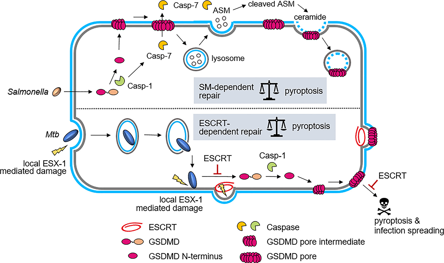 Figure 6:
Balancing membrane damage and repair in infection and pyroptosis. The precise timing of cell death is modulated by the elimination of GSDMD-pores by either (i) SM- or (ii) ESCRT-dependent repair. (i) During Salmonella infection, Ca2+ influx through GSDMD pores leads to the exocytosis of lysosomes and to release of pro-ASM into the extracellular space. Caspase-7 activates ASM which generates ceramide leading to the removal of GSDMD-pores. (ii) ESX-1 mediated PM damage during Mtb uptake or cell-to-cell leads to the activation of pyroptosis and the formation of GSDMD-pores. Cell death can be delayed by the removal of the damage site or GSDMD-pores by ESCRT-dependent repair.