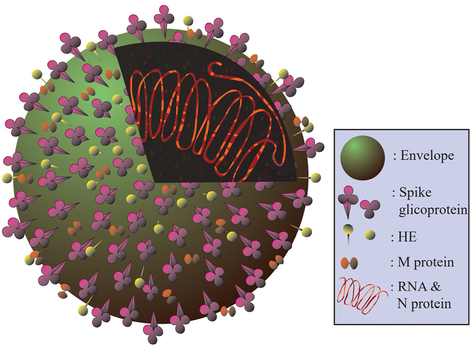 Figure 1: 
The molecular structure of a virion. The S protein, as the most visible on the virion surface, represents the CoV appearance. The peplos of the transmembrane M protein is also very hydrophobic, and has three domains. The peplos contains a little amount of the E glycoprotein. Of note, the protein called hemagglutinin-esterase (HE) is found in some strains of the CoV.
