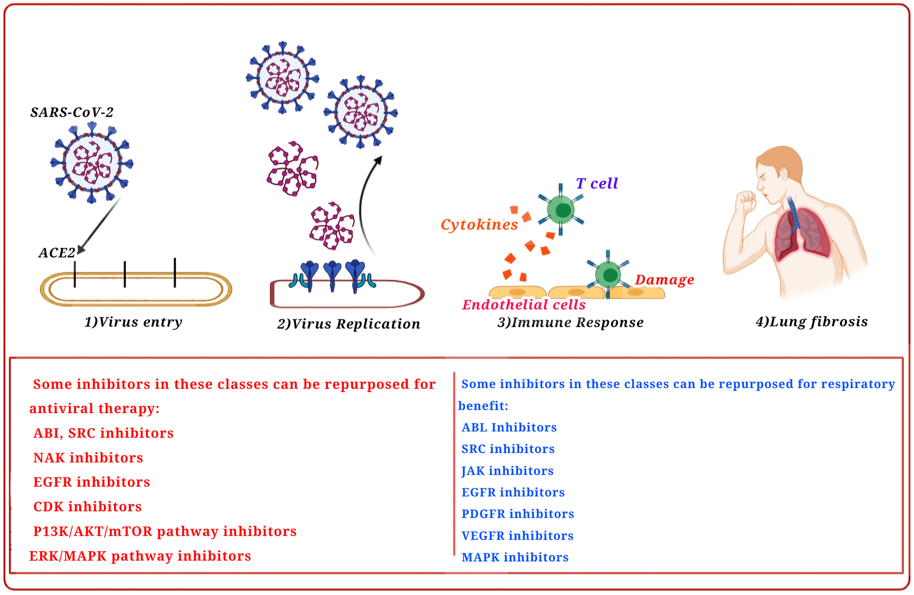 Figure 2: 
Kinase inhibitors repurposed as antiviral treatments for their respiratory advantage.
