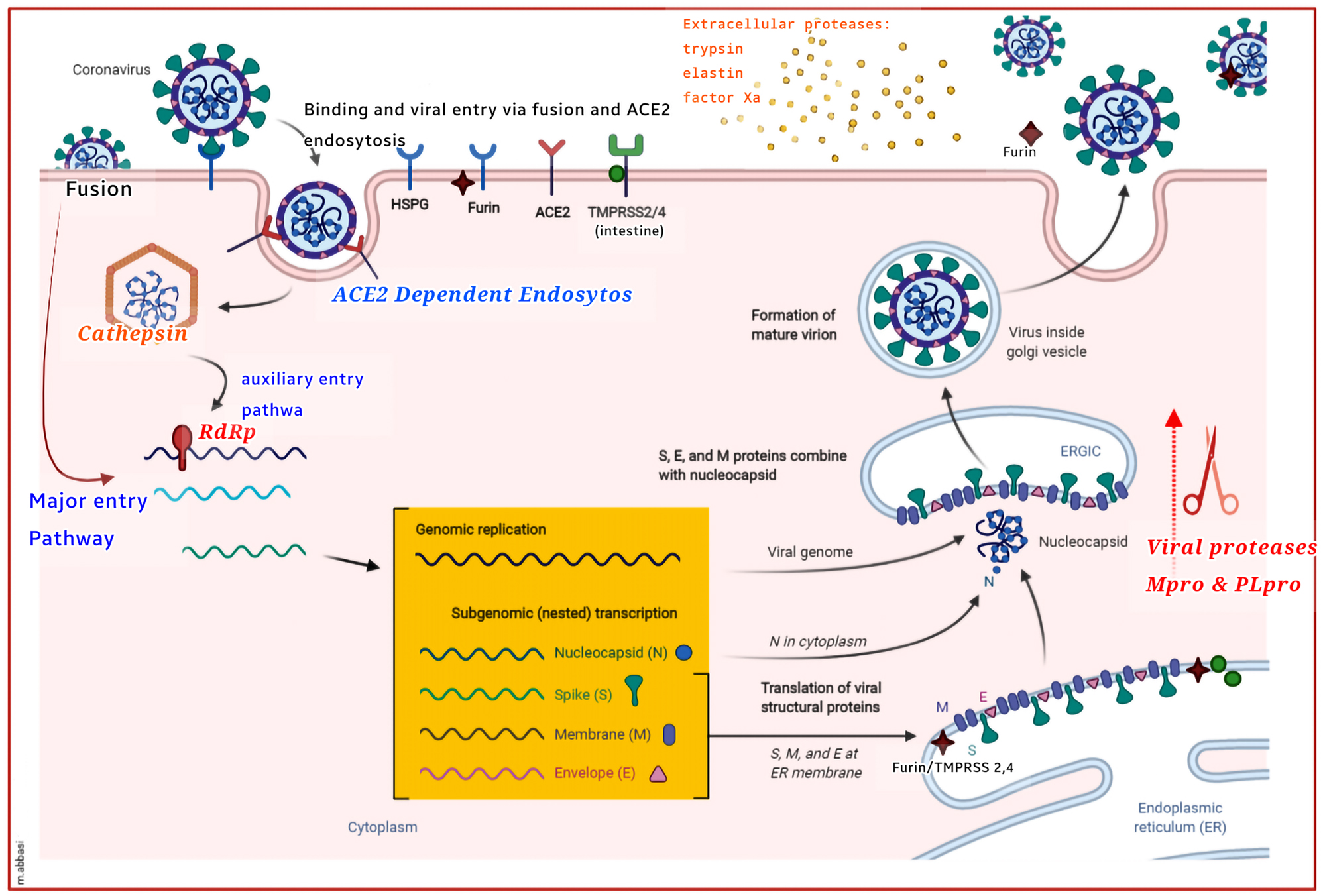 Figure 3: 
Host and viral proteases mediate SARS-CoV-2 infection and growth. Different host viral proteases, known to trigger some CoV S proteins, are depicted in the SARS-CoV-2 lifecycle. CoVs and other viruses also infect the cells by forming non-specific binds with heparan sulfate proteoglycans (HSPGs). Viral fusion can effectively take place at the plasma membrane, using the membrane proteases, like TMPRSS2 & 4, and perhaps furin. As well, endocytosis, which may only act as an auxiliary entry mechanism in the TMPRSS+ cells, bypasses the viral entrance, dependent on the cathepsin and pH levels. Viral activation may also involve extracellular proteases, such as elastin, typsin, and factor Xa protease. In the endoplasmic reticulum (ER), trans-Golgi network (TGN), and cytoplasm, the maturation of the viral proteins (viz., S, M, E, and N) is further mediated by the viral proteases, Mpro and PLpro, which are then packaged into viral particles. In advance of the release of the mature viron, furin and perhaps the TMPRSS protease stimulate the S protein cleavage in the viron-associated ER and TGN systems. The unactivated virion (uncleaved, green), the semi-activated virion (S1/S2 cleaved, yellow), and the fully activated virion (S1/S2 and S1 cleaved, red) are thus the three models suggested for the SARS-CoV-2 particles. The ACE2+/furin+ and TMPRSS+ cells can also generate semiactive (yellow) and full-active (red) virions, thereby infecting the surrounding ACE2+ cells with or without the cell wall proteases. Spodoptera frugiperda furin (Sfurin) and cathepsin, for example, can stimulate the activation of the virus outside the cell, when secreted as the soluble proteases. This Figure with modifications taken from Tungadi et al. (2020).
