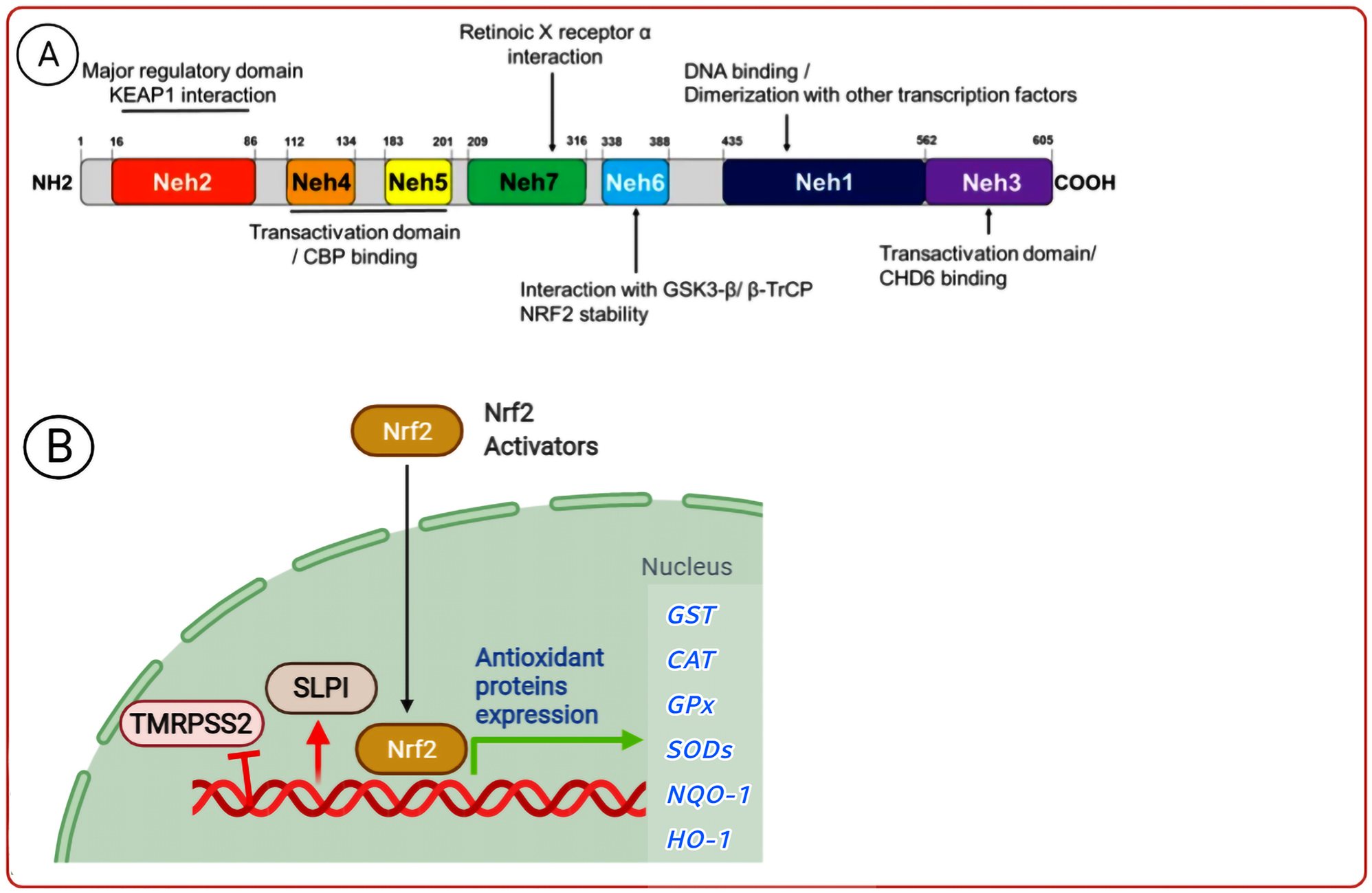 Figure 4: 
Structure of human Nrf-2 and its function. The Nrf2 activator inhibits the virus entrance and replication by over-expressing the anti-oxidant enzymes and the SLPI anti-protease protein, as well as down-expressing TMRPSS2.

