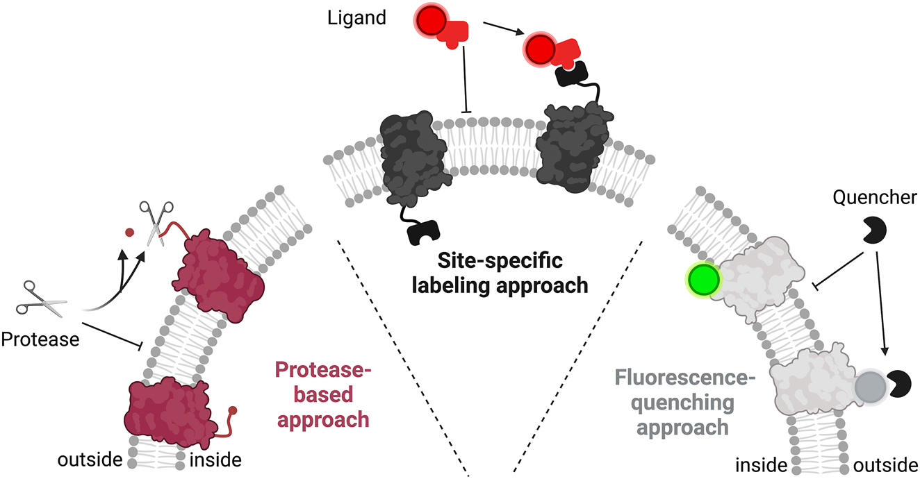 Figure 1: 
Schematic overview of the three most common approaches for protein orientation determination in liposomes. All three approaches are based on different accessibilities of outwards and lumen-facing protein portions. The protease-based approach relies on digestion of the outwards-facing portion/tag by an impermeable protease. The site-specific labeling approach exploits differences in the permeability of protein-binding ligands. Fluorescence quenching-based approaches take advantage of a fluorescent tag that is attached to the protein and whose fluorescence is diminished by an impermeable quenching reagent.
