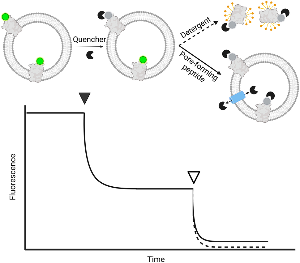 Figure 4: 
Quencher-based assay for determining membrane protein orientation. The fluorescence of tagged membrane protein reconstituted into liposomes is monitored. Outside-oriented fluorophores are quenched with a membrane-impermeable quencher (solid arrowhead), before permeabilization of liposomes by a pore-forming peptide (solid) or detergent (dashed), indicated by the non-filled arrowhead, leading to maximal quenching. As liposomes contribute to the signal read-out via unspecific scattering, the end plateau depends on the permeabilization strategy as the vesicles stay intact (pore-forming peptide, small loss in scattering), or are solubilized (use of detergent, loss of scattering). Therefore, the contribution of scattering to the signal can be verified by non-labeled liposomes. Membrane protein orientation corresponds to the percentage of quenching after the addition of an agent normalized to the initial signal.
